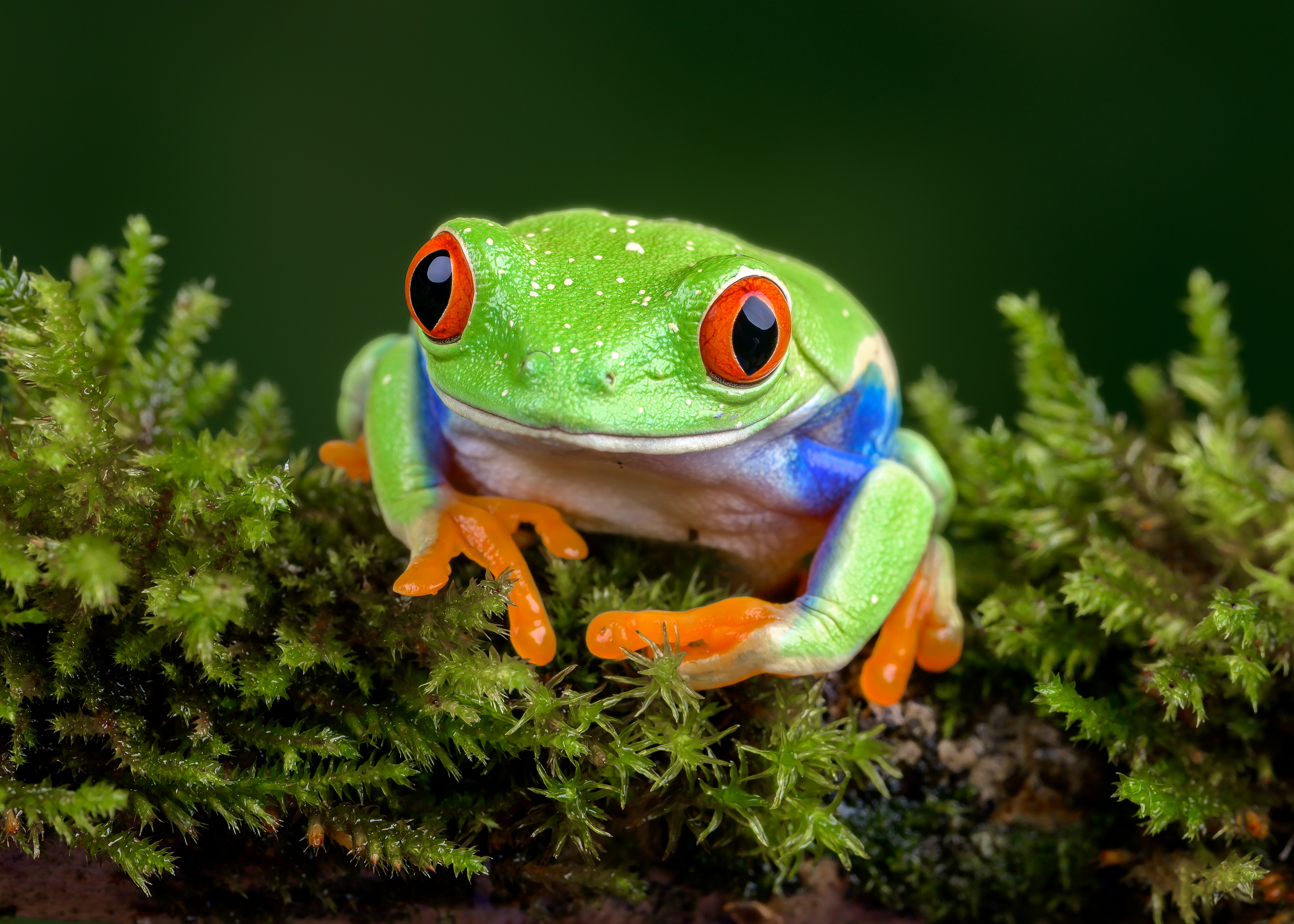 Frogs 4k Wallpapers - Wallpaper Cave