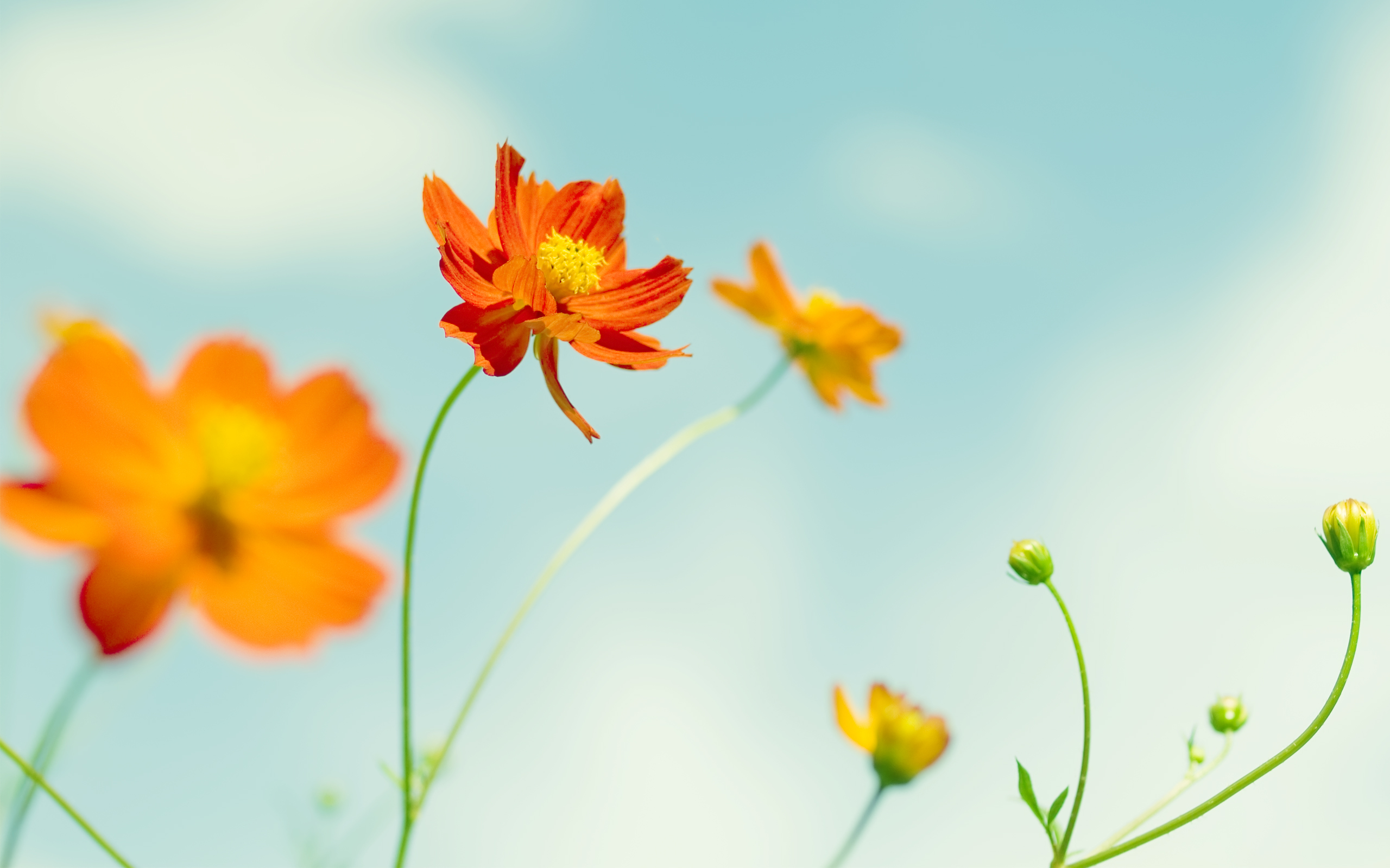 HD desktop wallpaper: Flowers, Flower