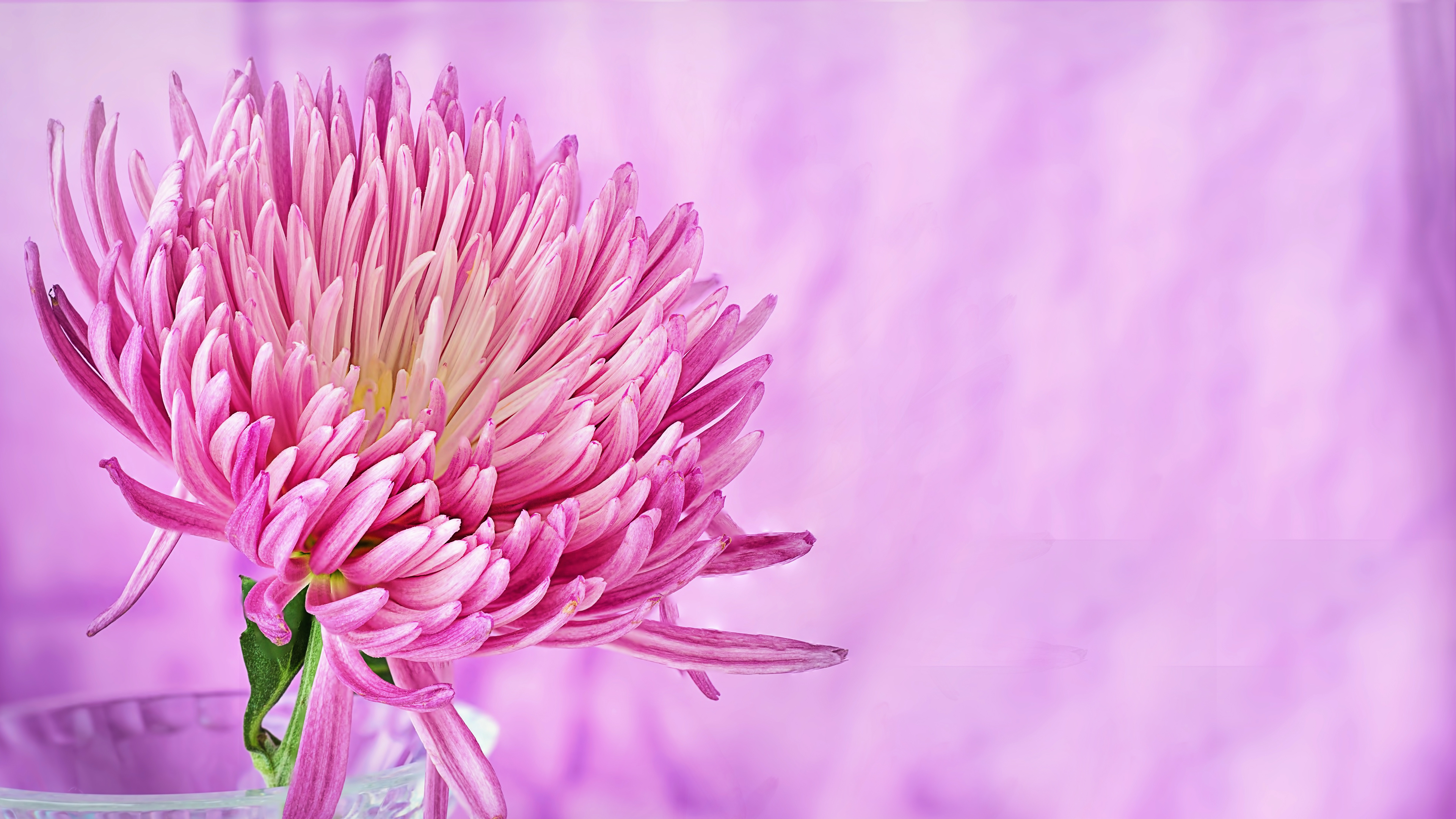 Nature's Pinkest Flower Wallpaper 4K