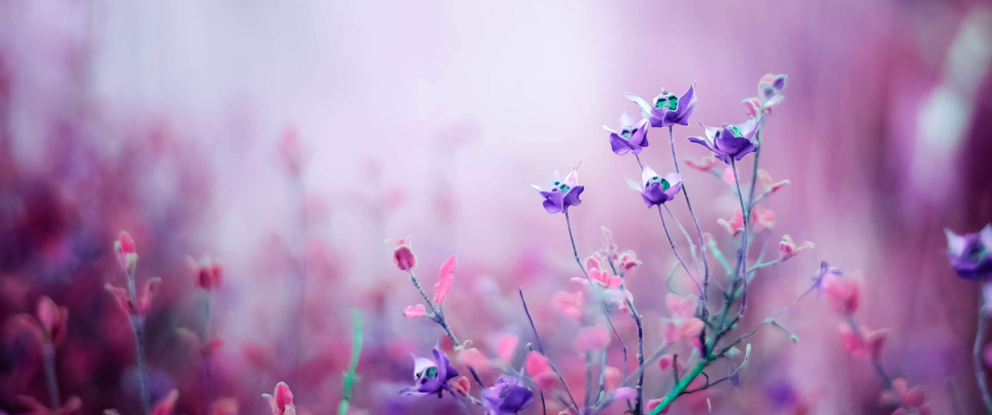 Purple Flower 4K Wallpaper
