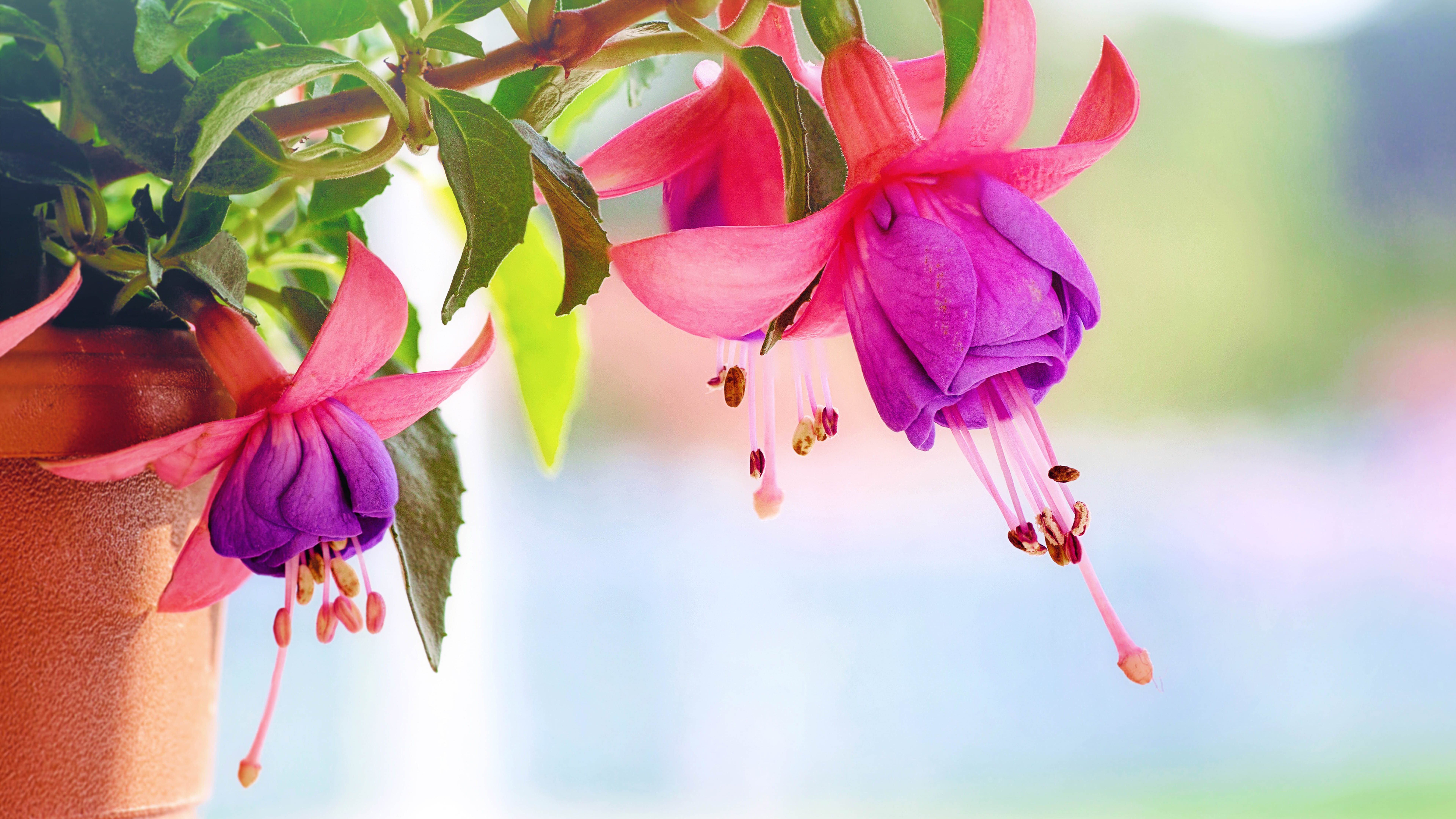 Fuchsia Flowers Wallpaper