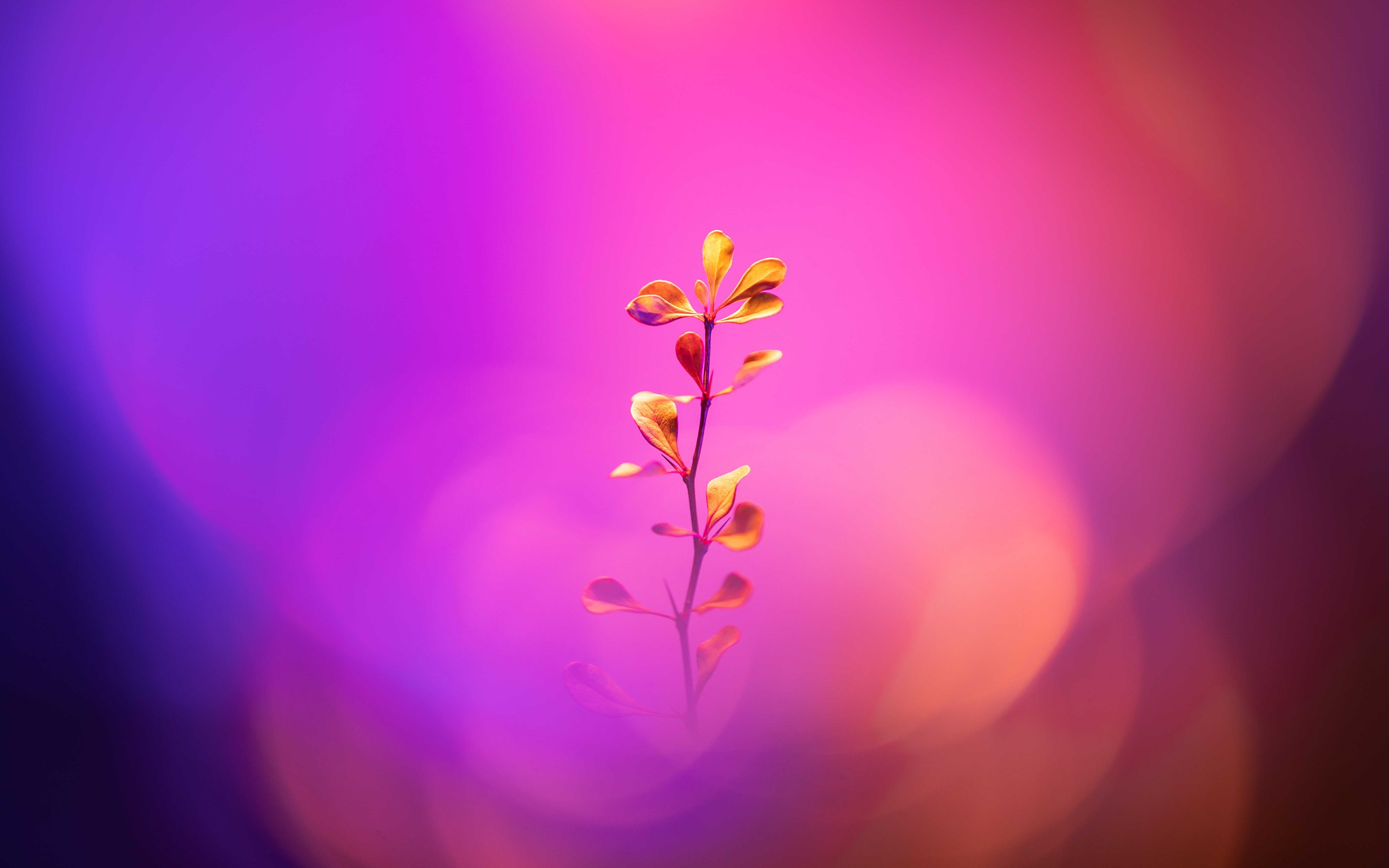 Flower With Stem 5k Wallpaper, HD