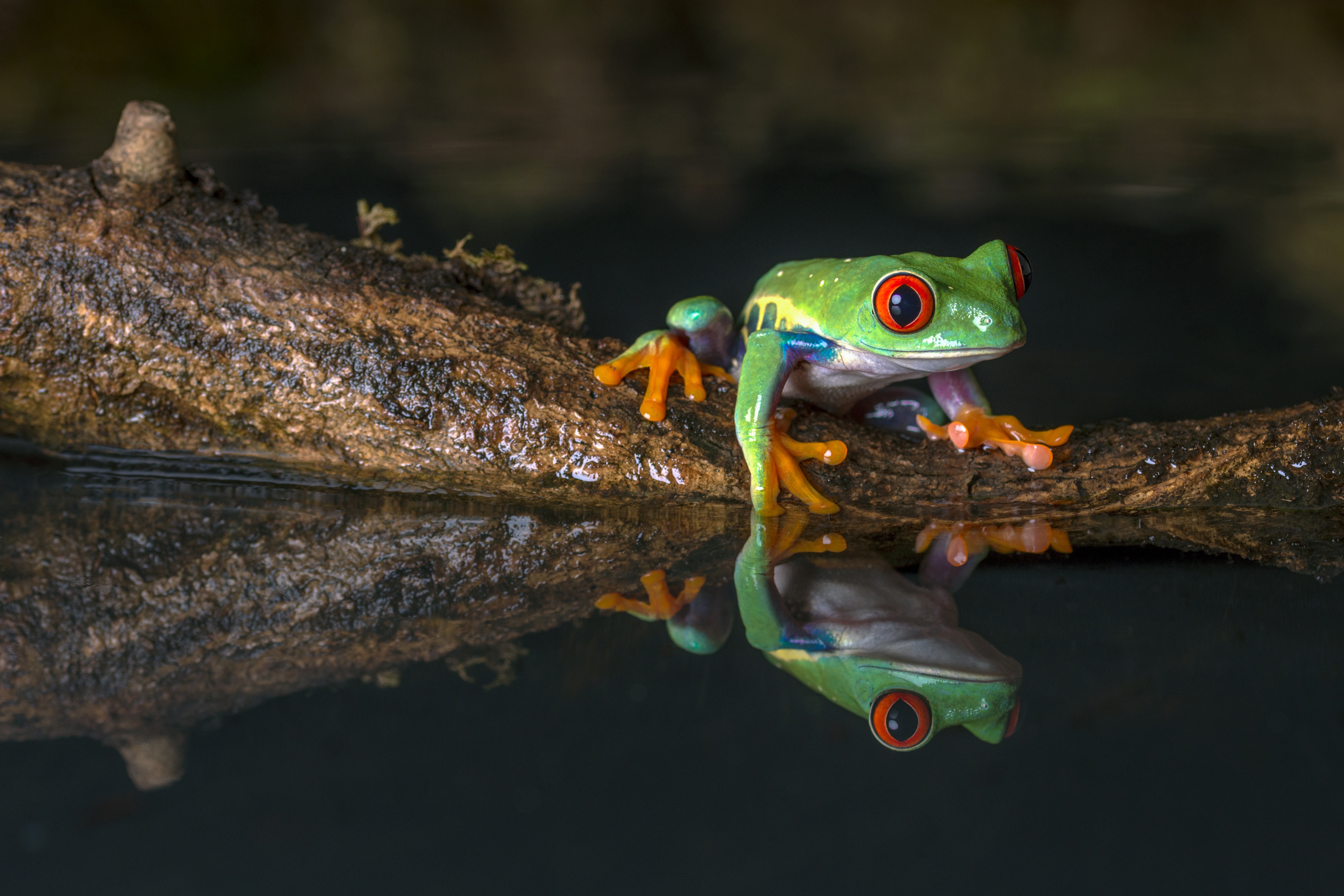 Red Eyed Tree Frog 4k Ultra HD Wallpaper