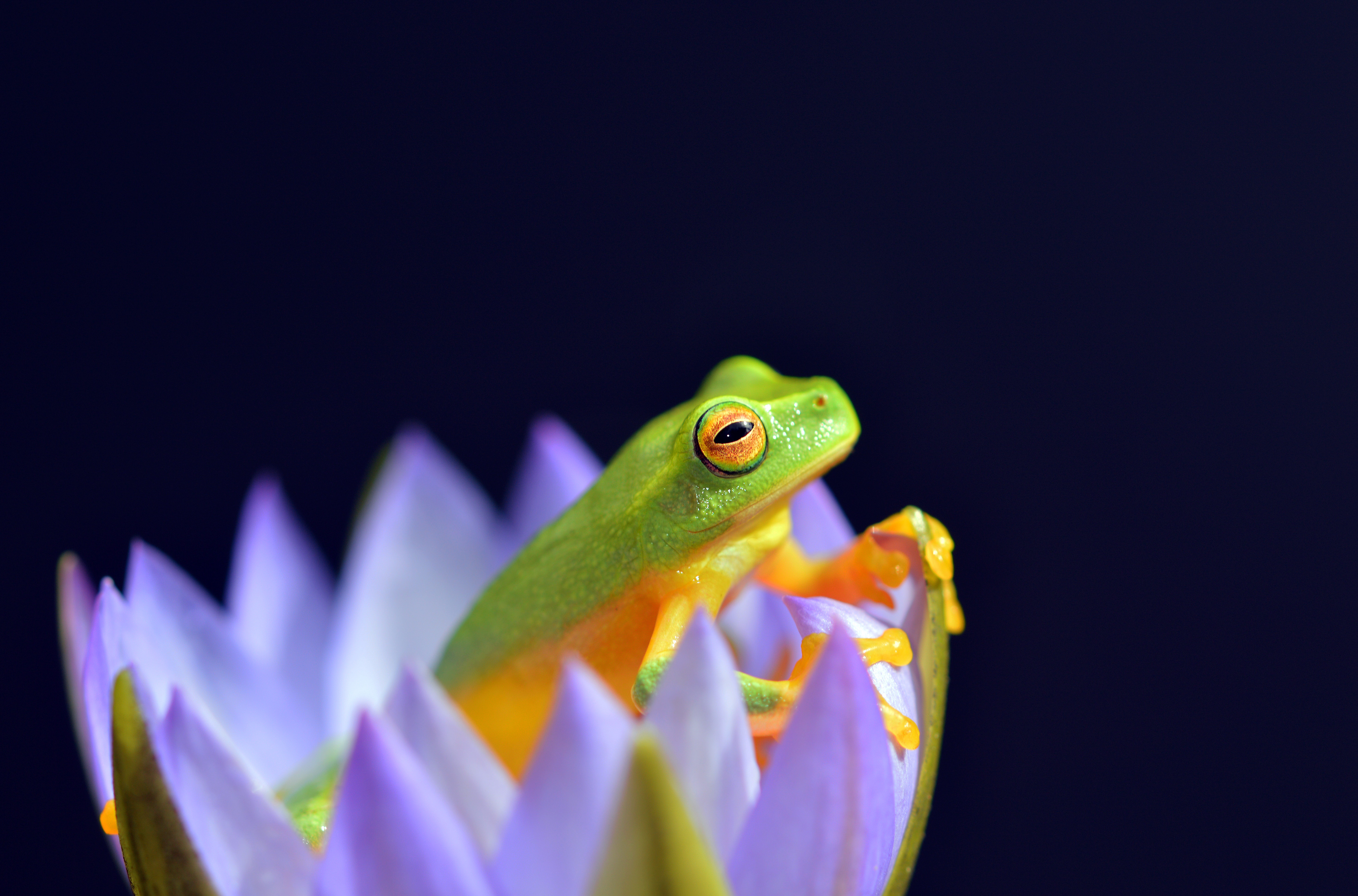 Animal Frog 4k Ultra HD Wallpaper