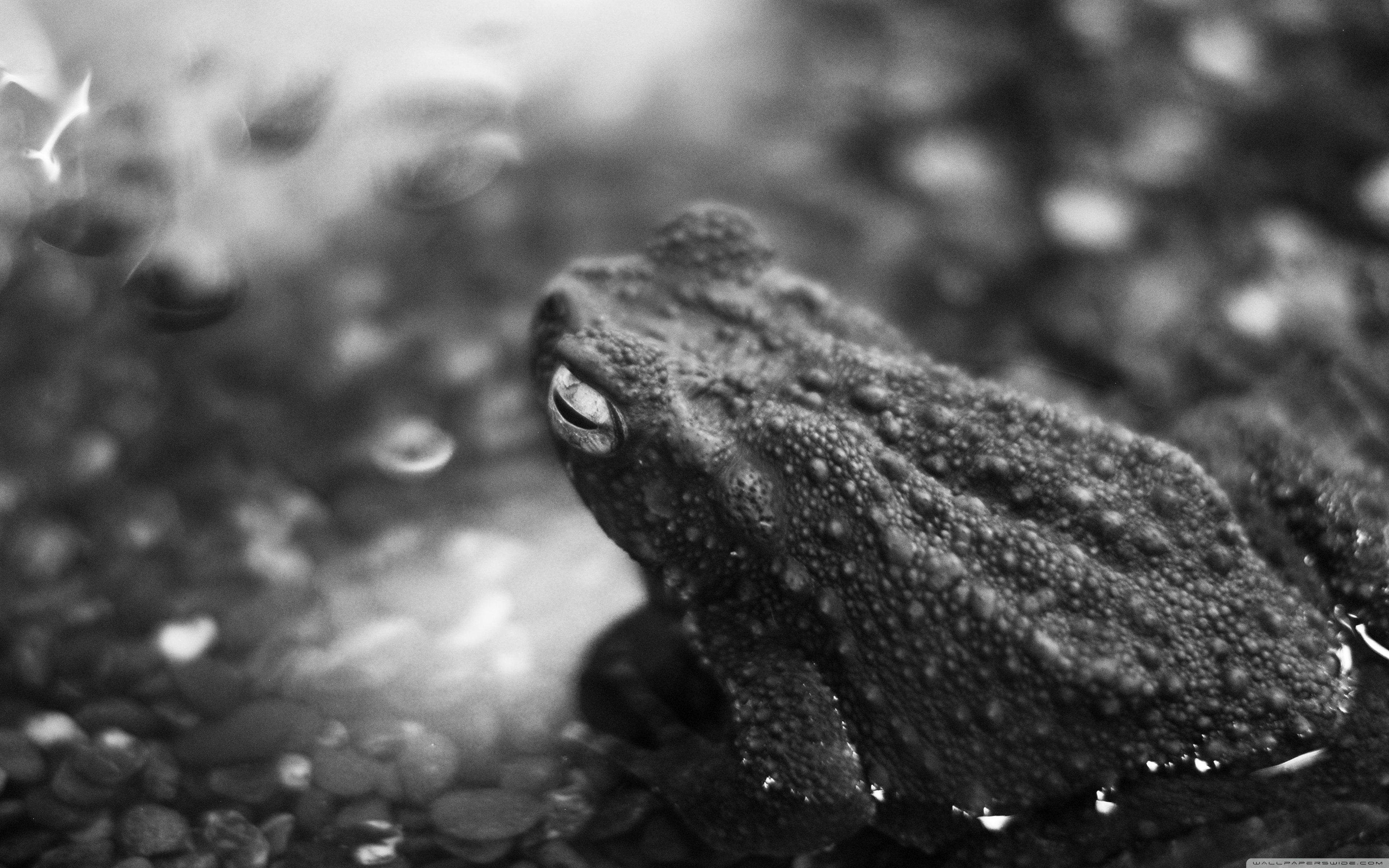 Black Frog Ultra HD Desktop Background