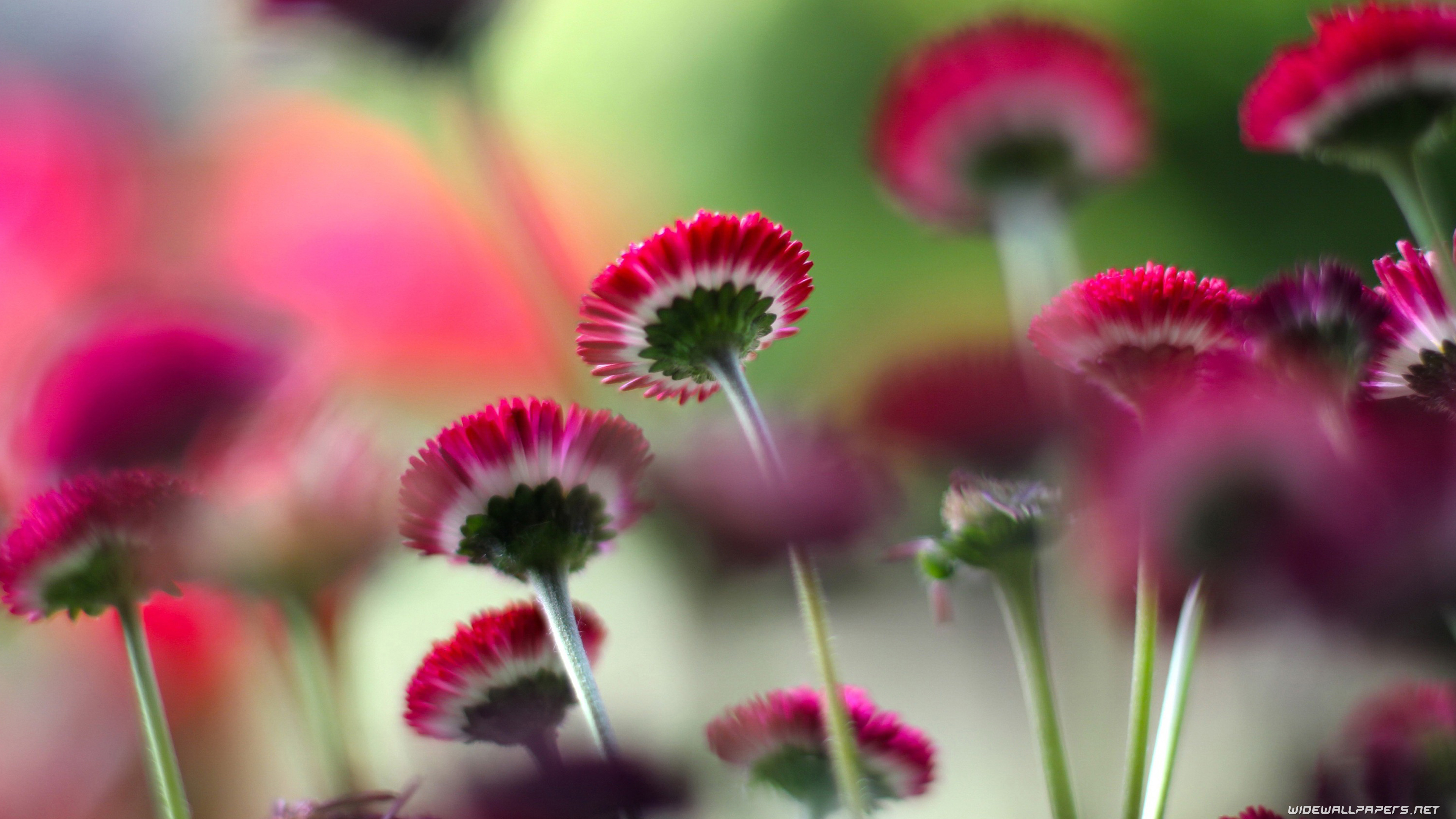 Flowers desktop wallpaper 4K Ultra HD