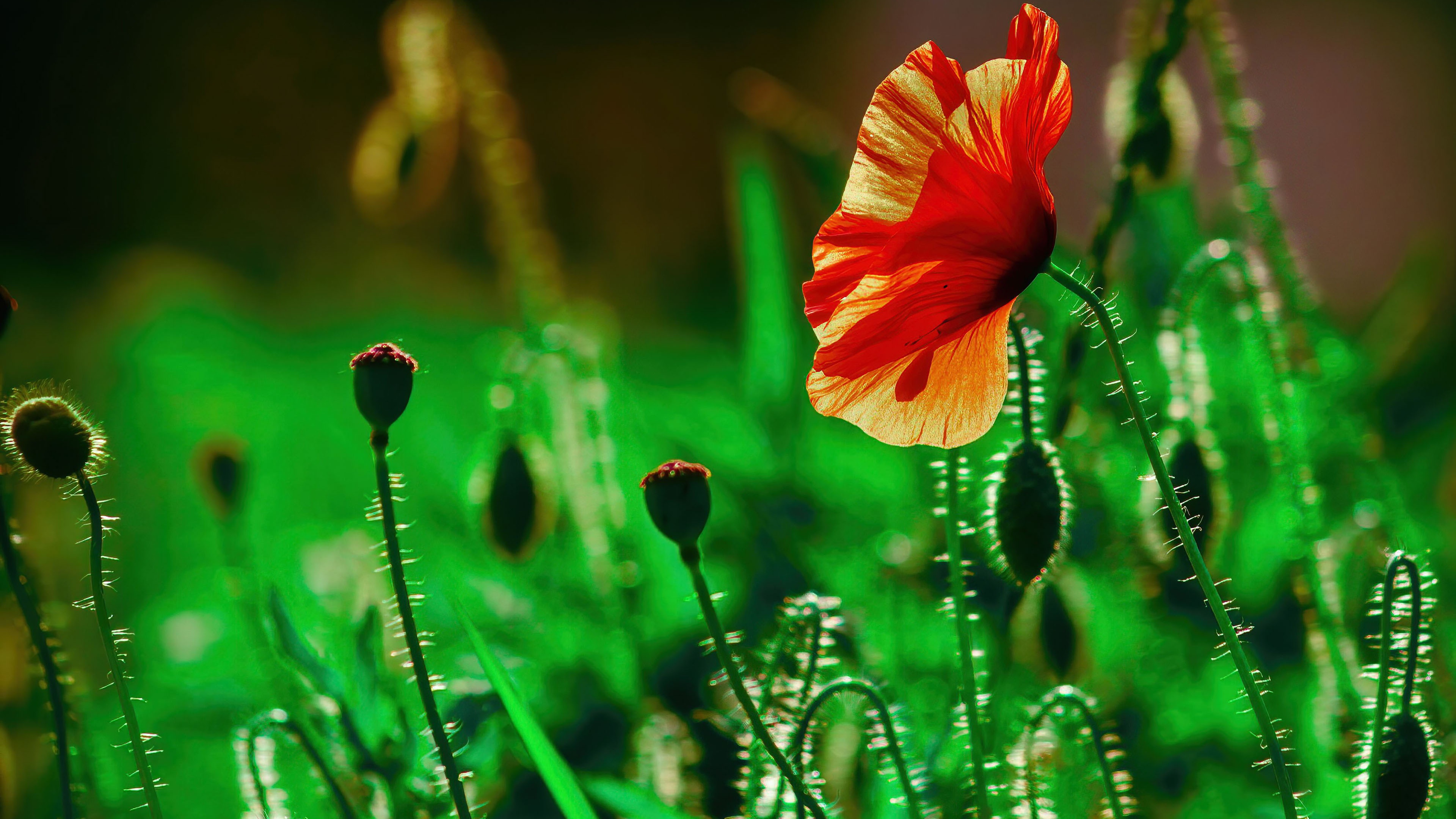 Poppy flower Wallpaper 4K, Landscape