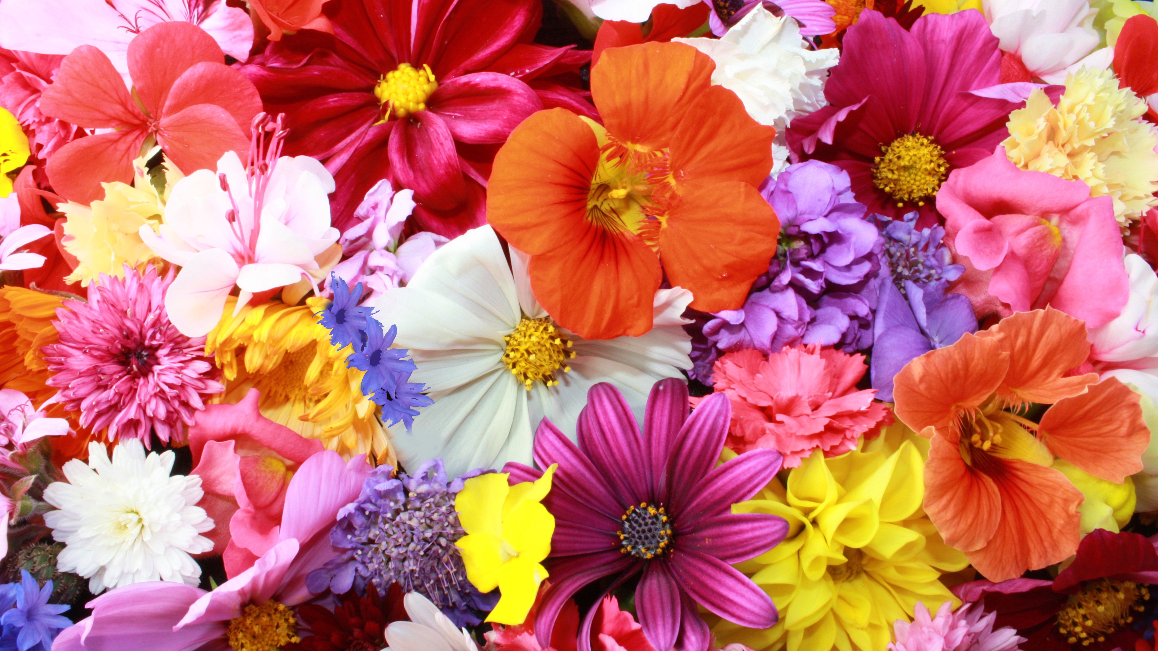 Colorful HD Flowers 4k Wallpaper