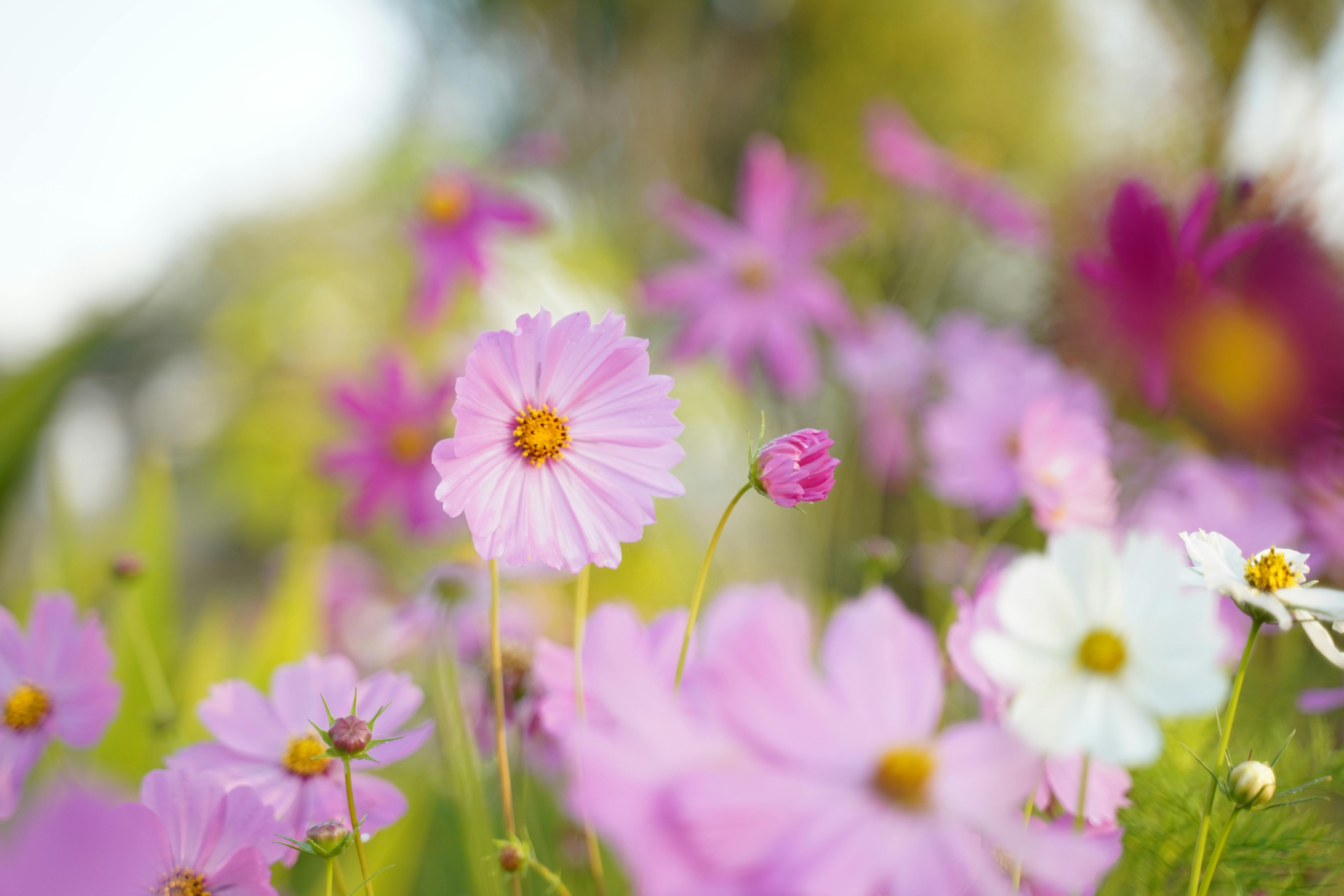 Close Up View Of Flowers · Free
