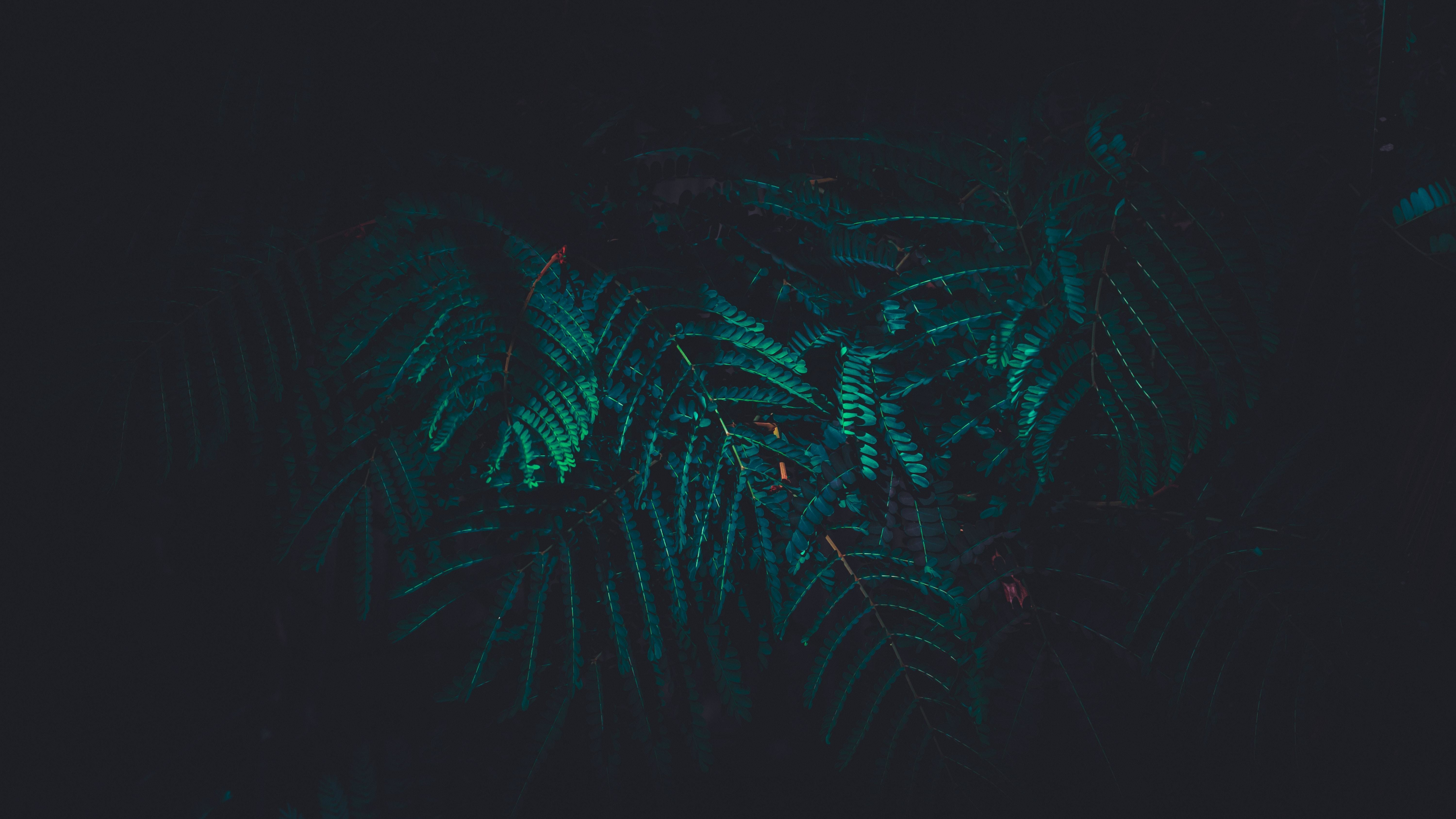 tree branch 4k wallpaper, uhd wallpaper