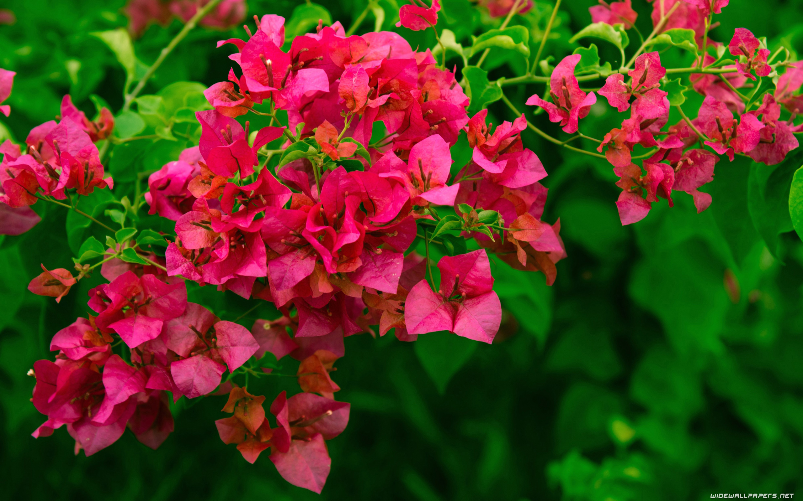 Flowers desktop wallpaper 4K Ultra HD