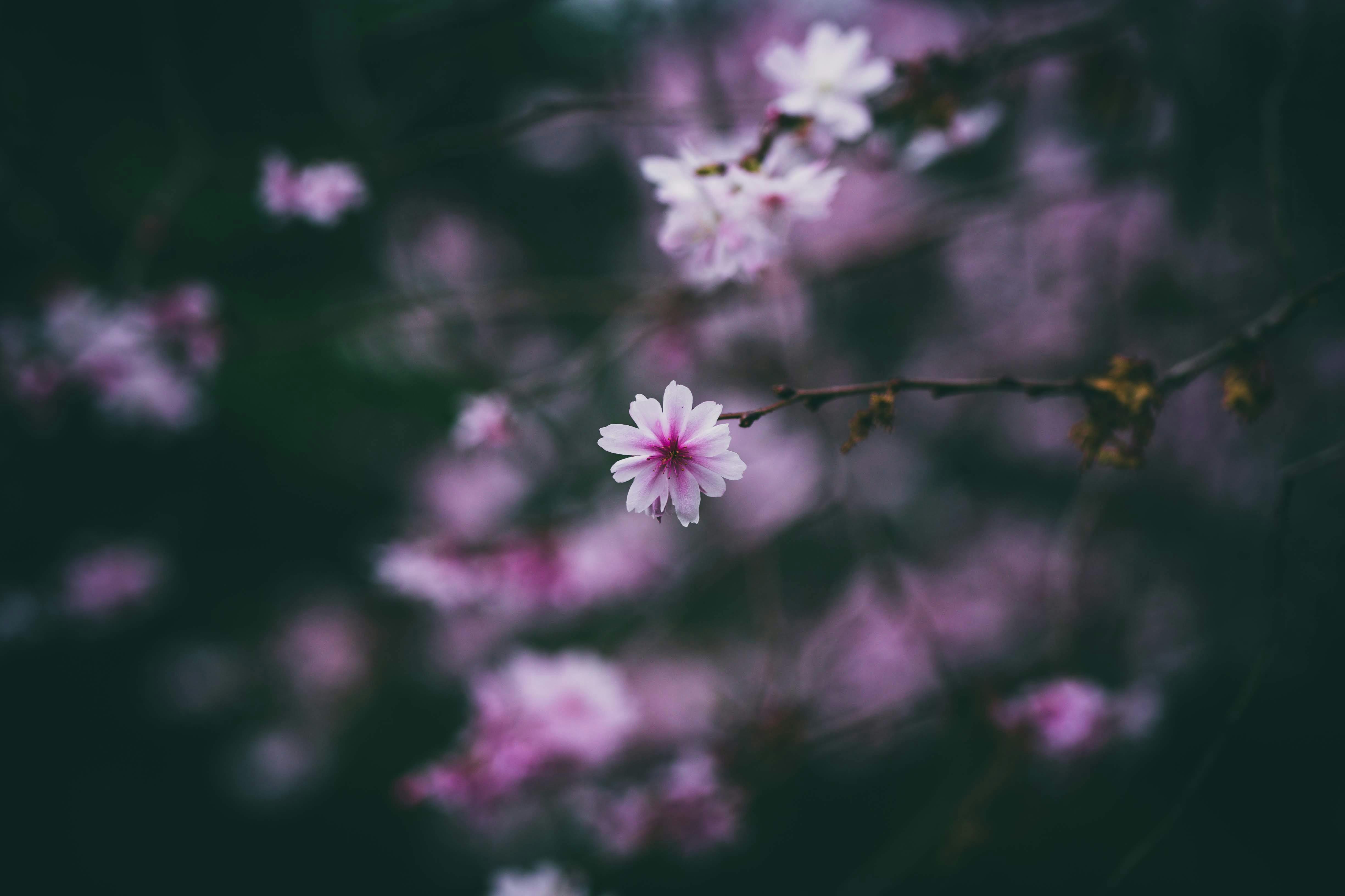 Pink Flower on Branch · Free