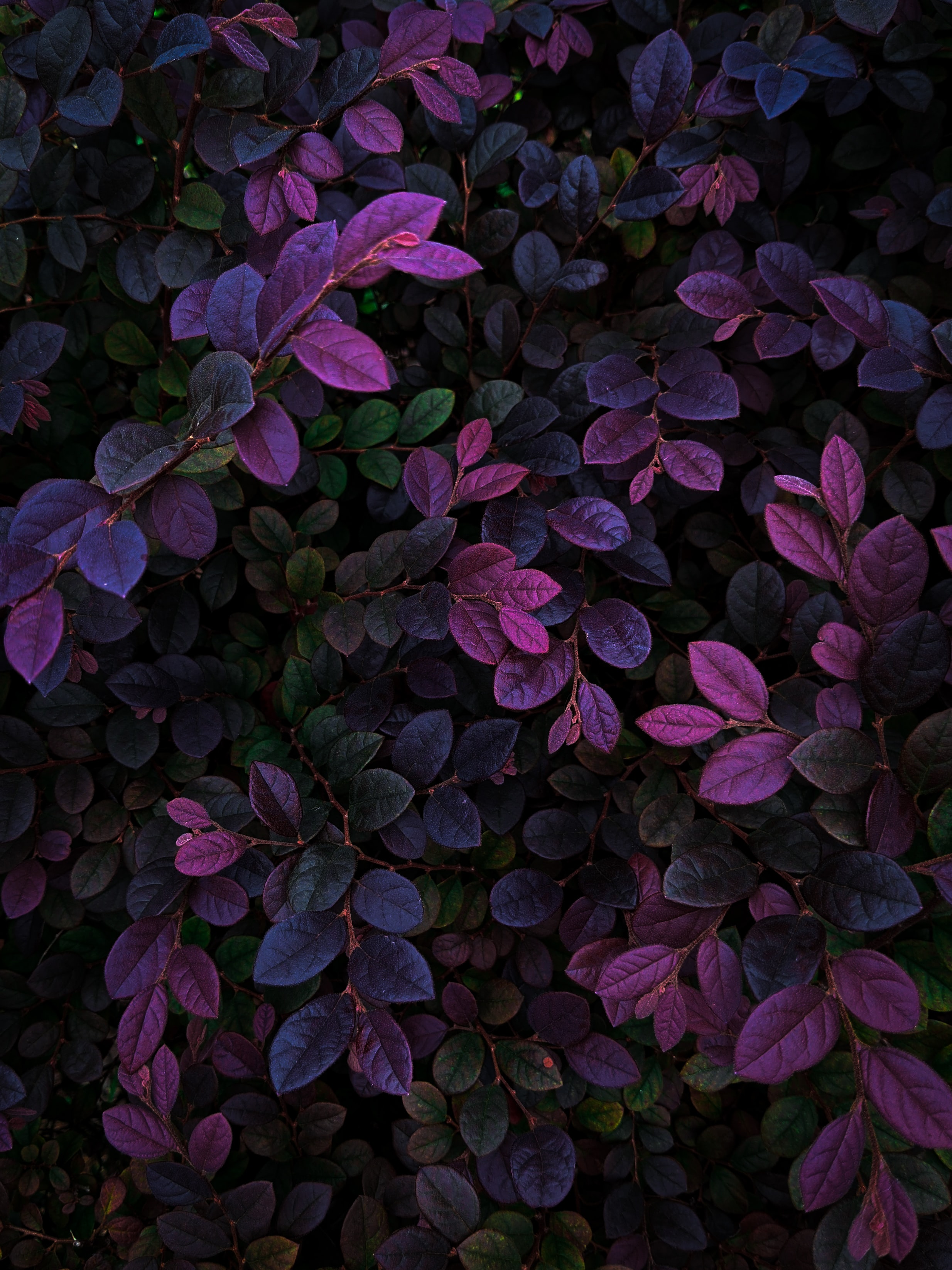 Green wallpaper for your phone, free download Green picture