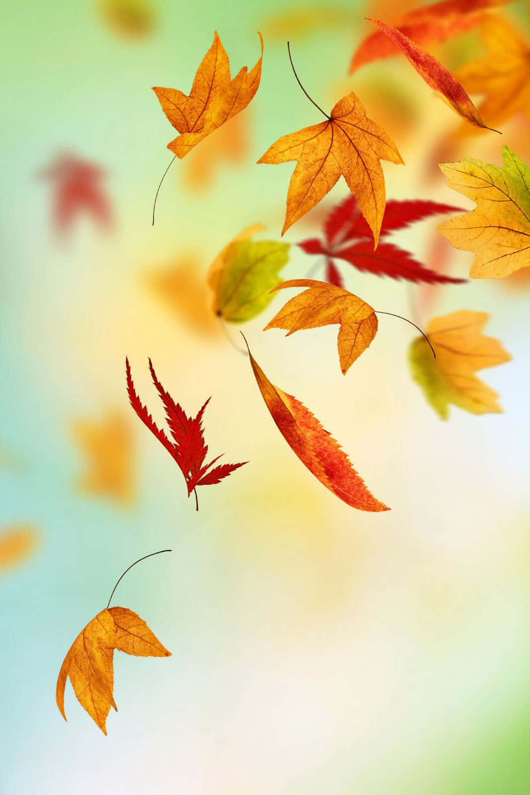 Download Embrace the golden season of Fall with Autumn Leaves Phone Wallpaper