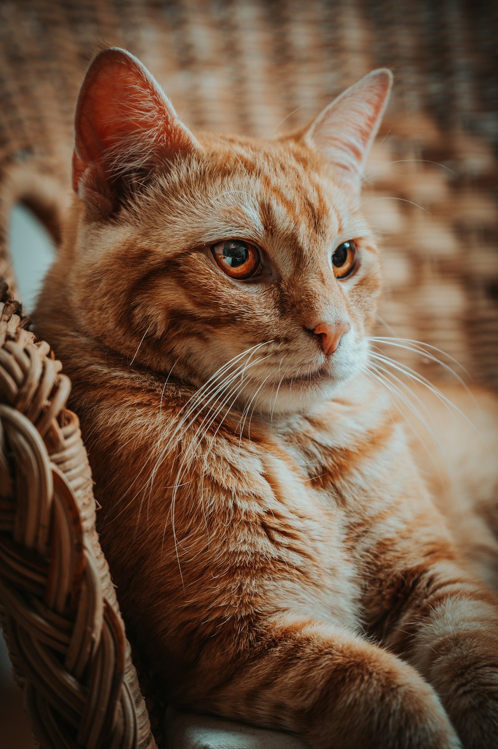 Orange tabby cat in brown wicker basket