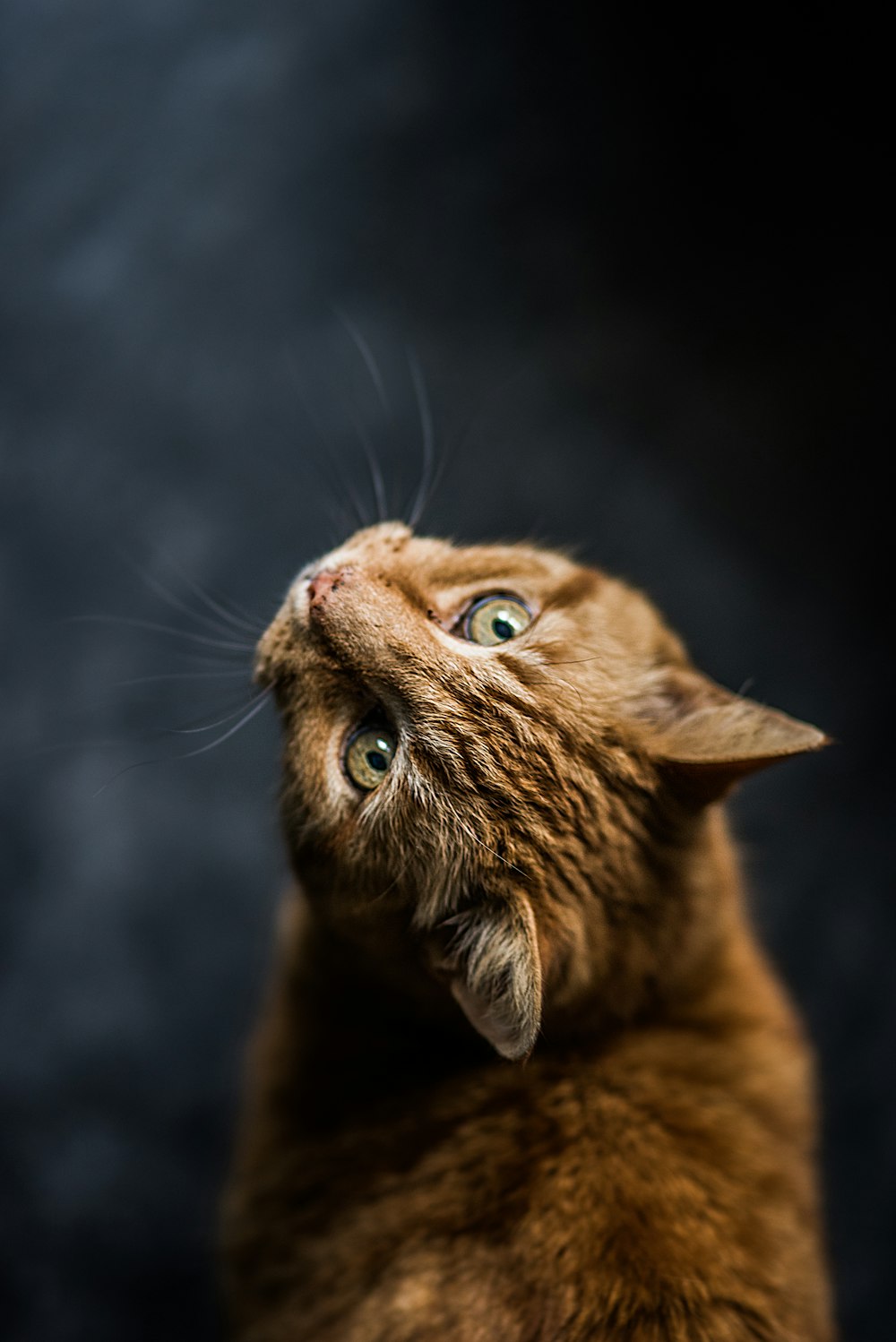Orange Cat Picture. Download Free