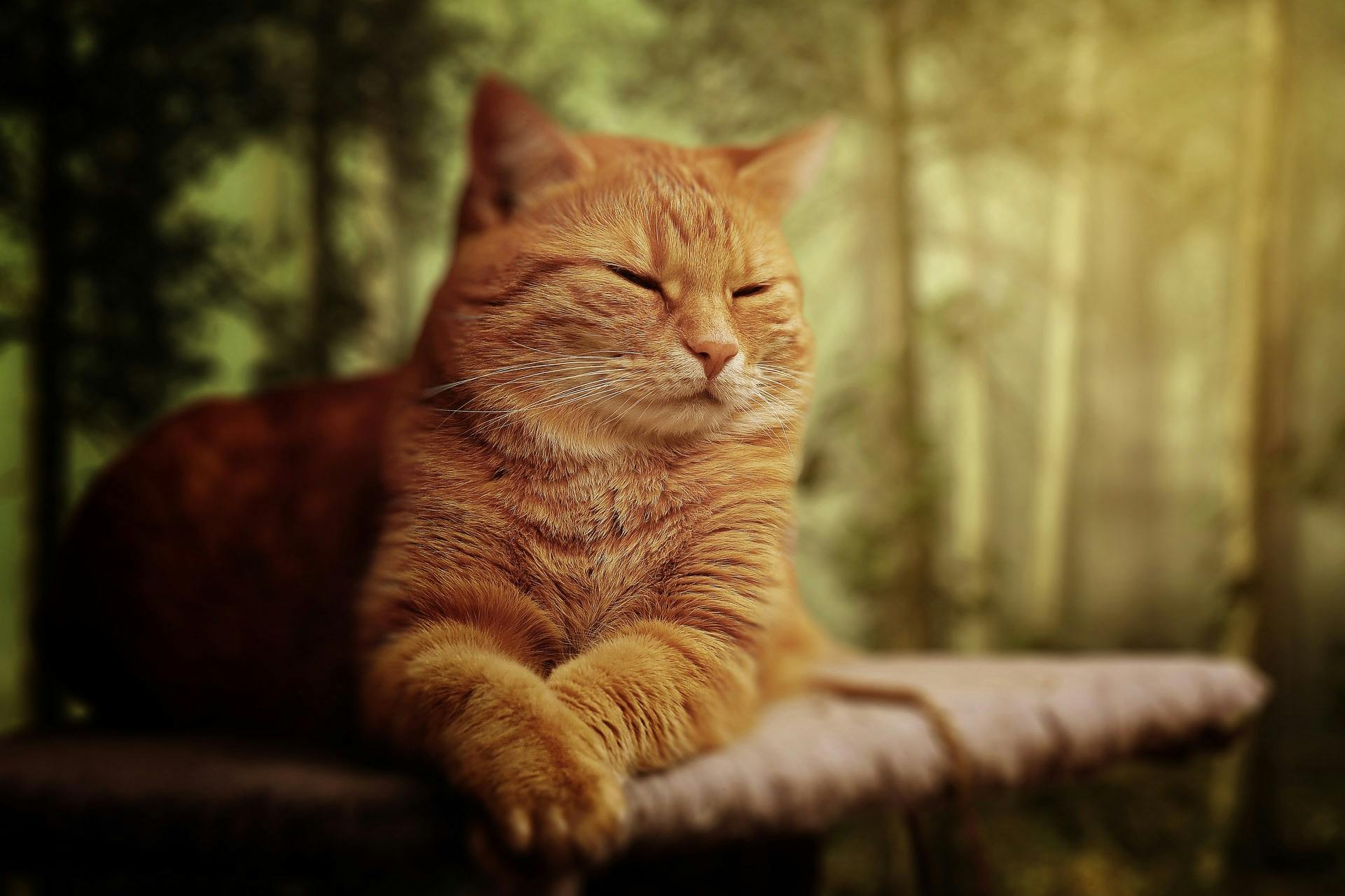 Short Furred Orange Cat On Brown