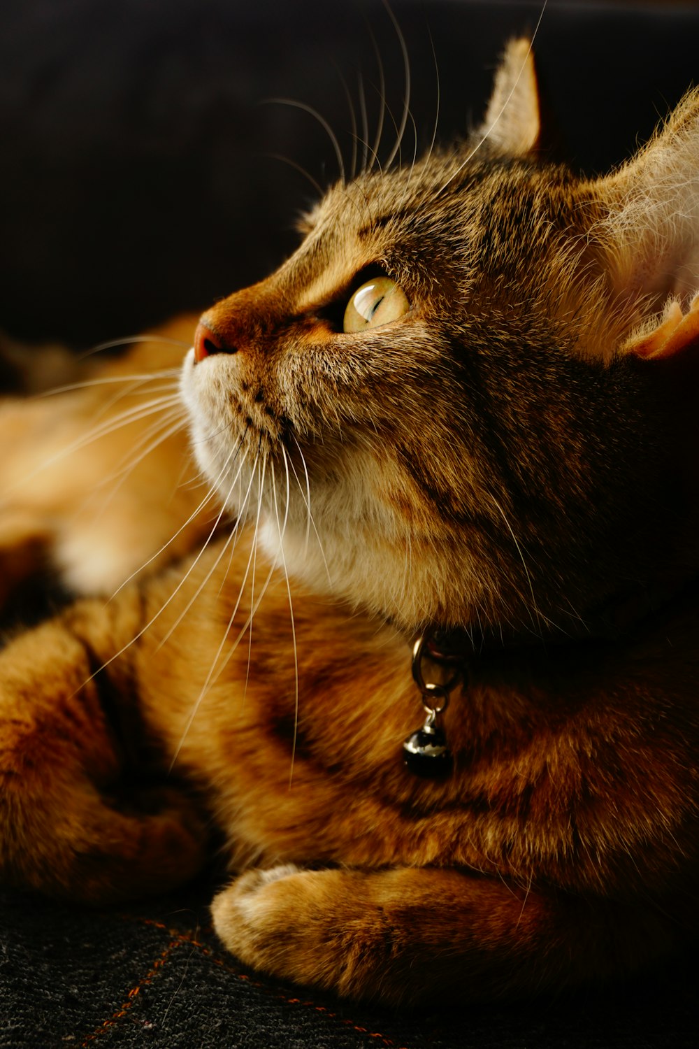 Brown Cat Picture. Download Free