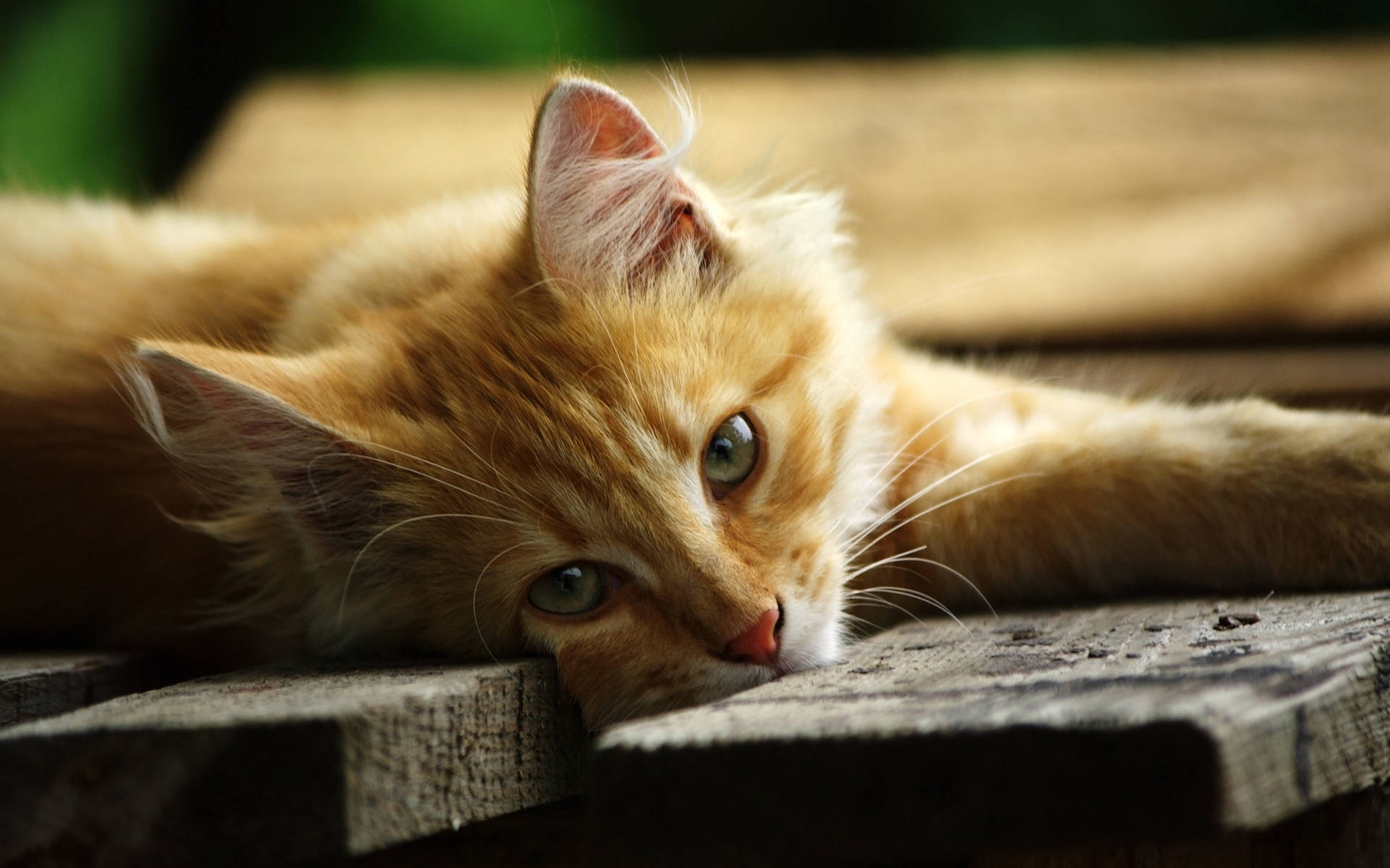 Download free Orange Kitten On Wood