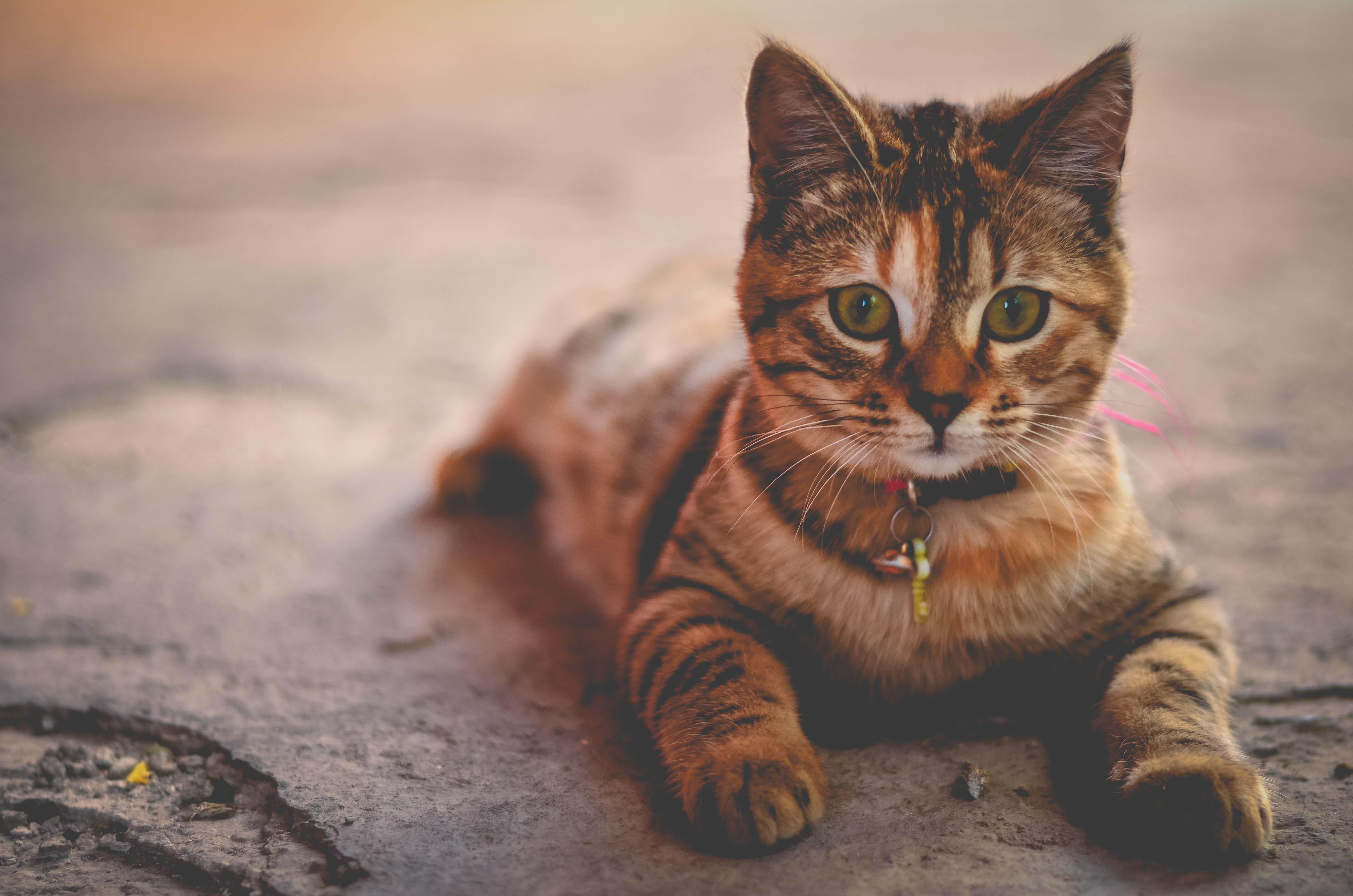 HD Desktop Background With brown tabby