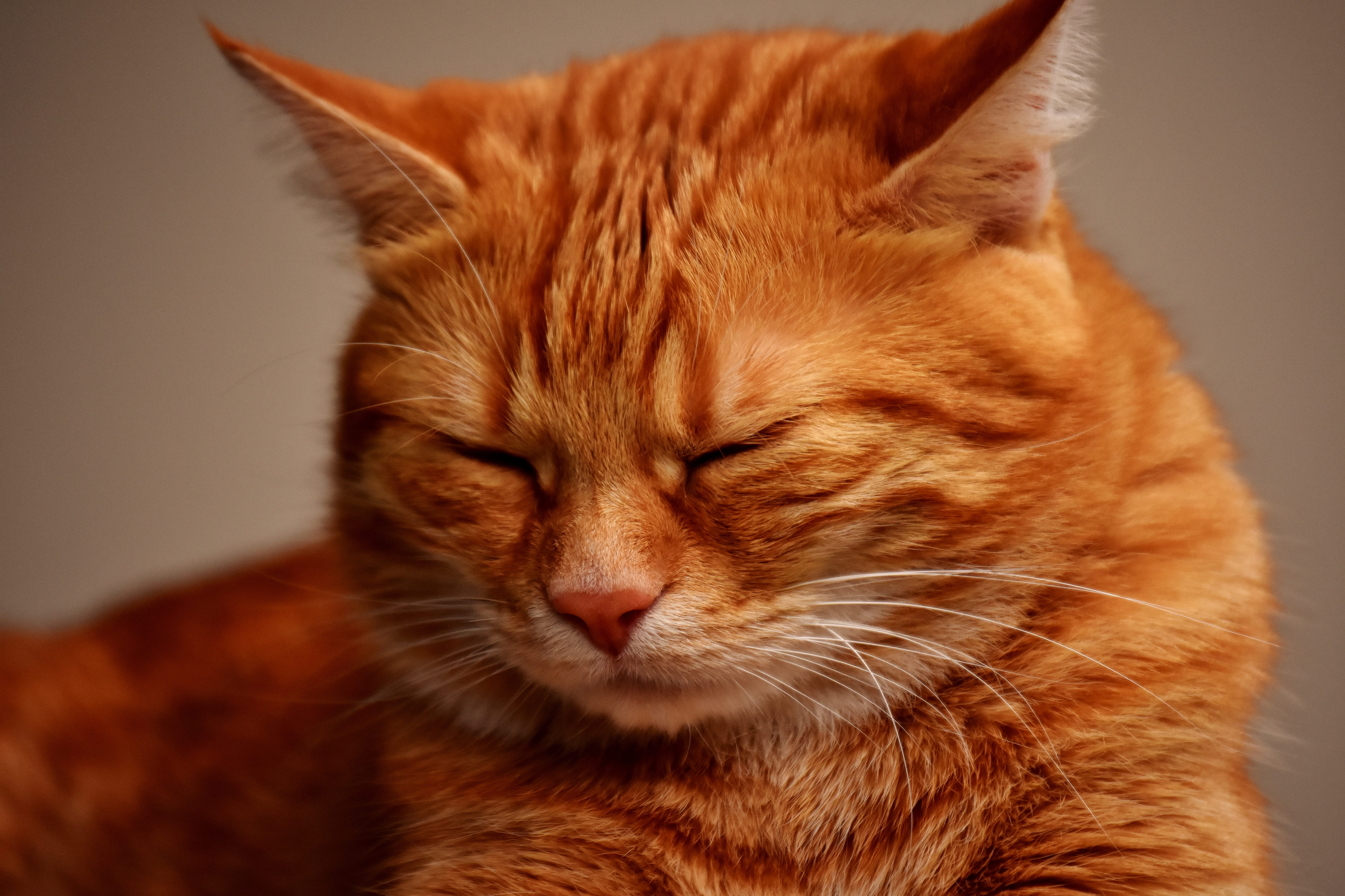 Closeup photo of orange tabby cat