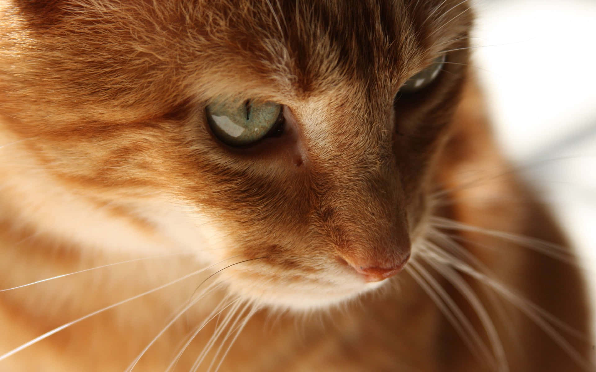 Ginger Cat Picture