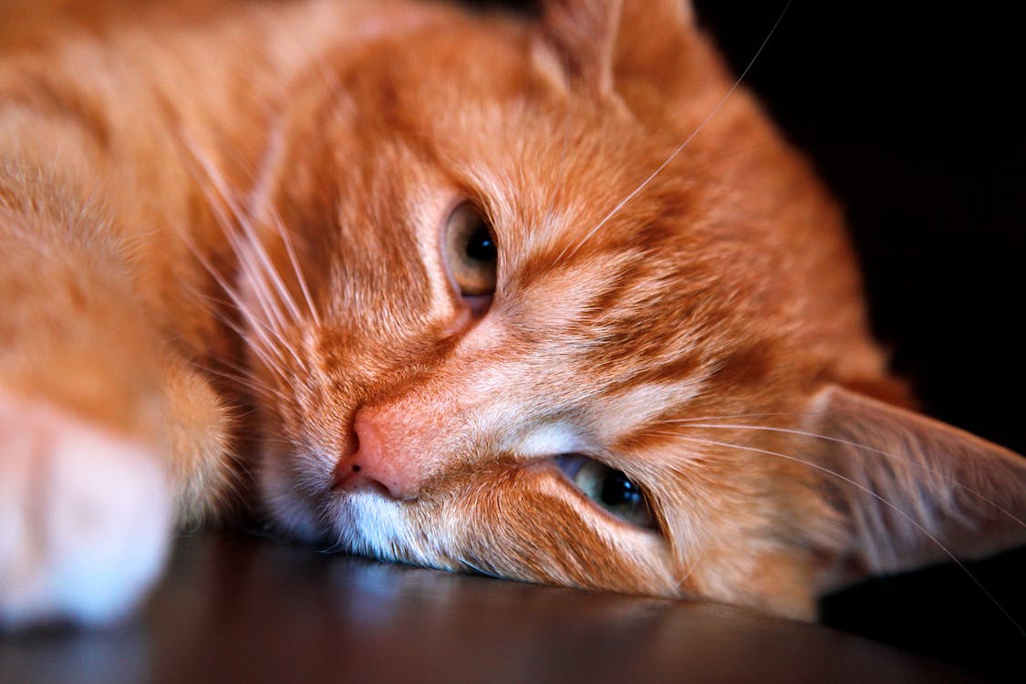 Orange Tabby Cat Leaning Head on Brown