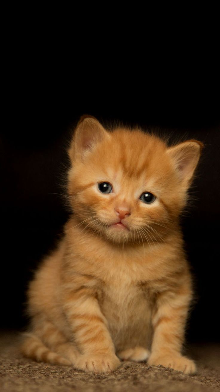Orange Kitten Wallpaper / Background