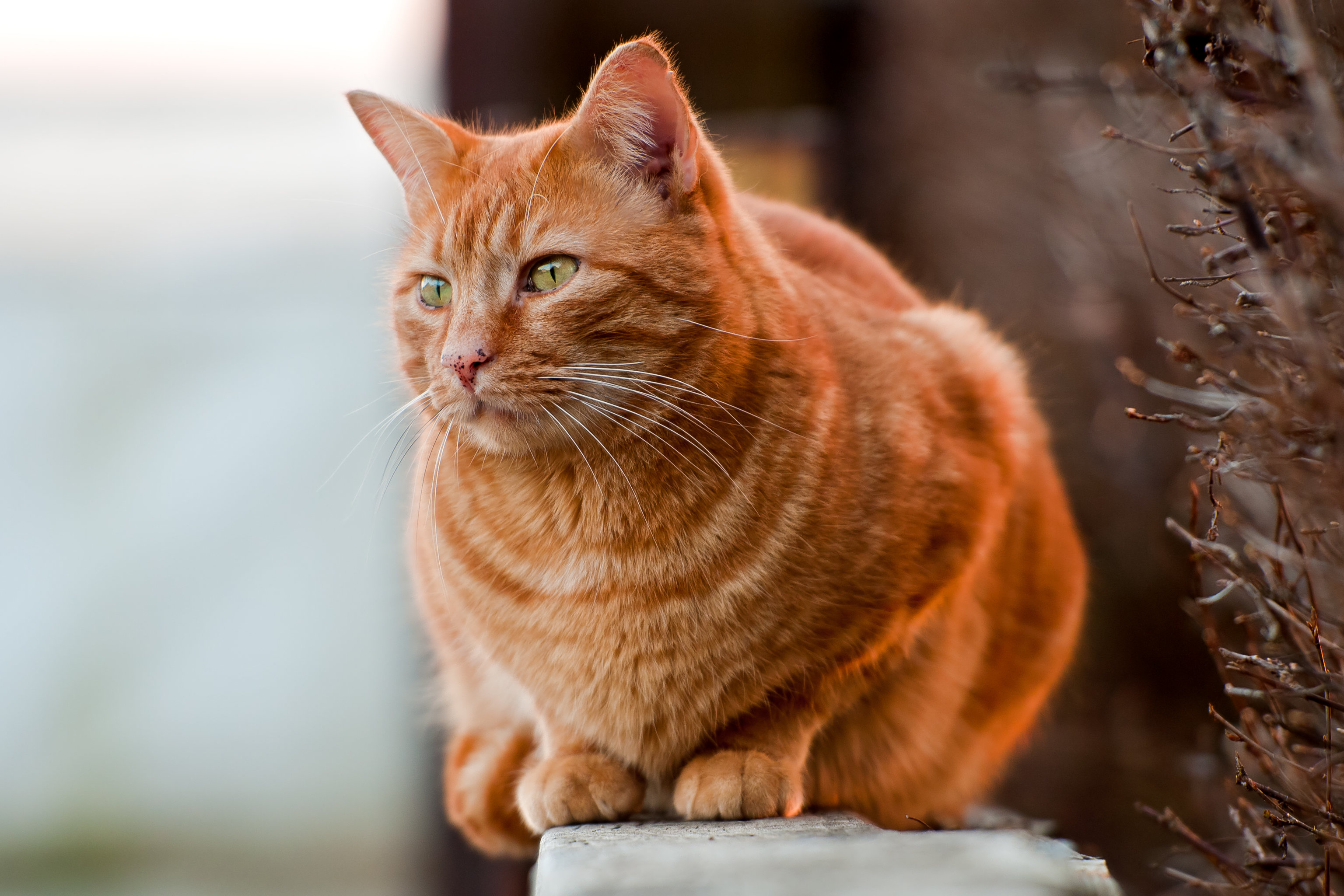 All sizes. Orange cat on the wall