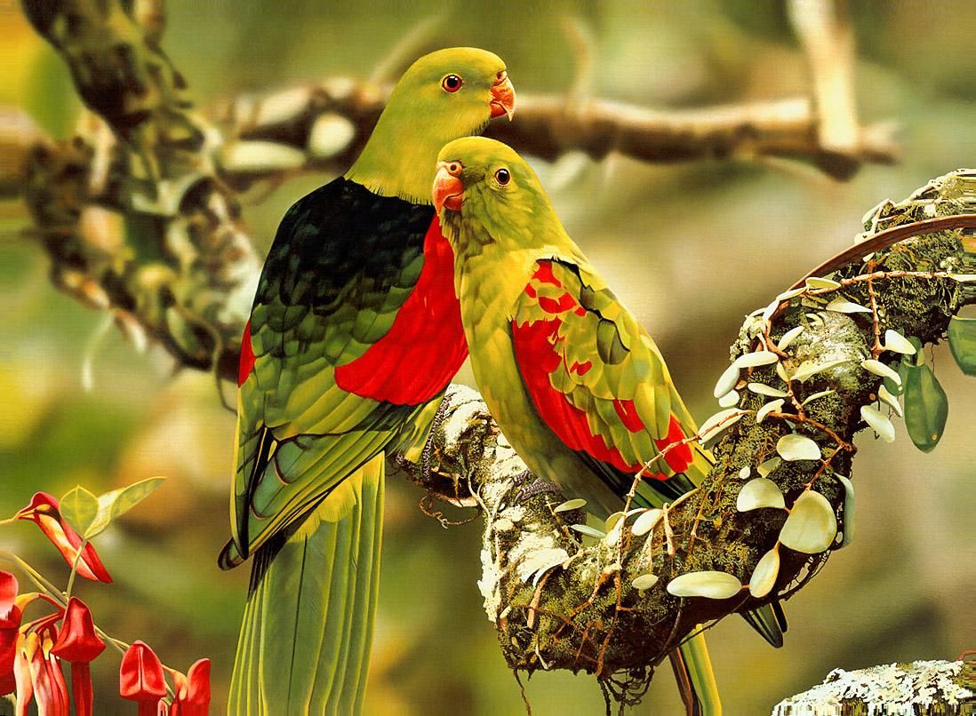 Beautiful & Colorful Parrots Wallpaper