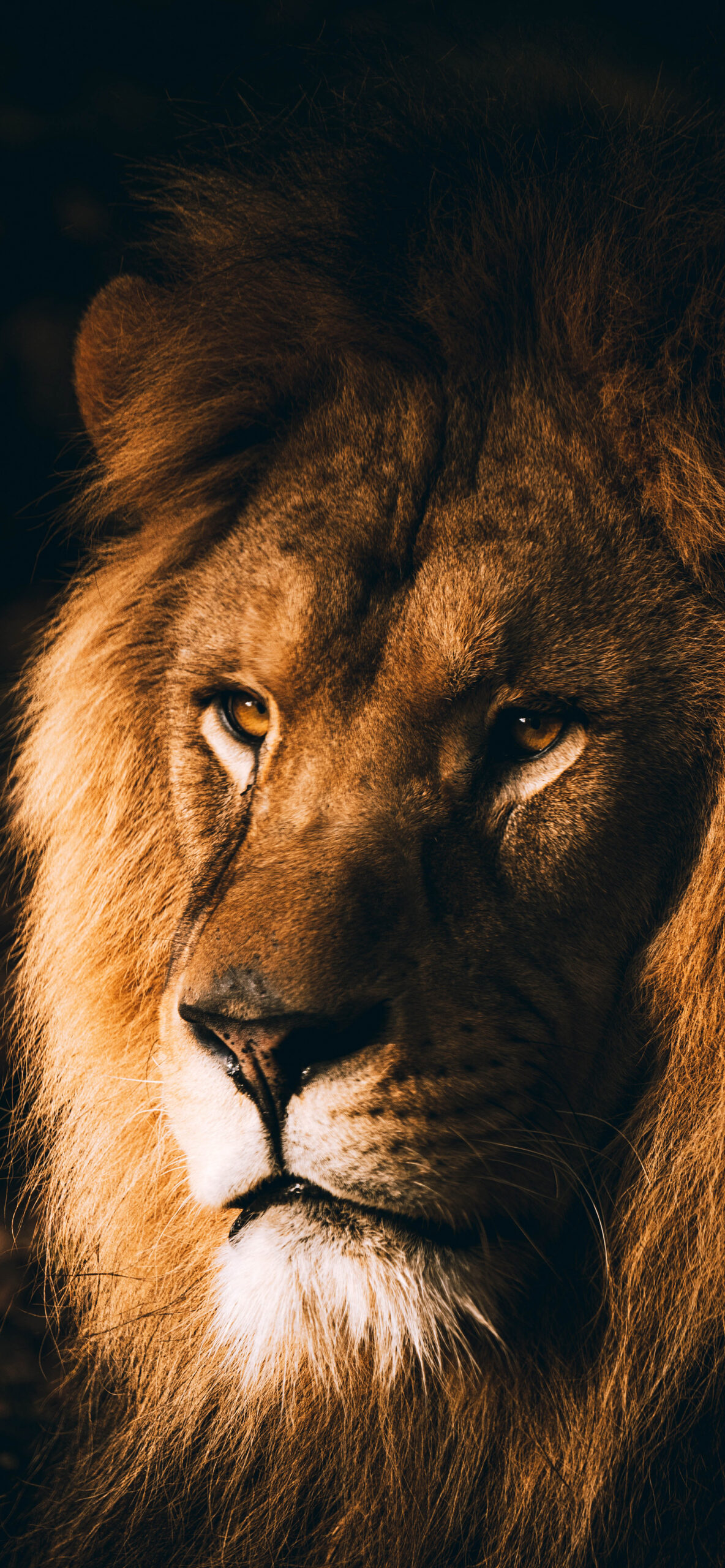 Lion Wallpaper for iPhone 11, Pro Max