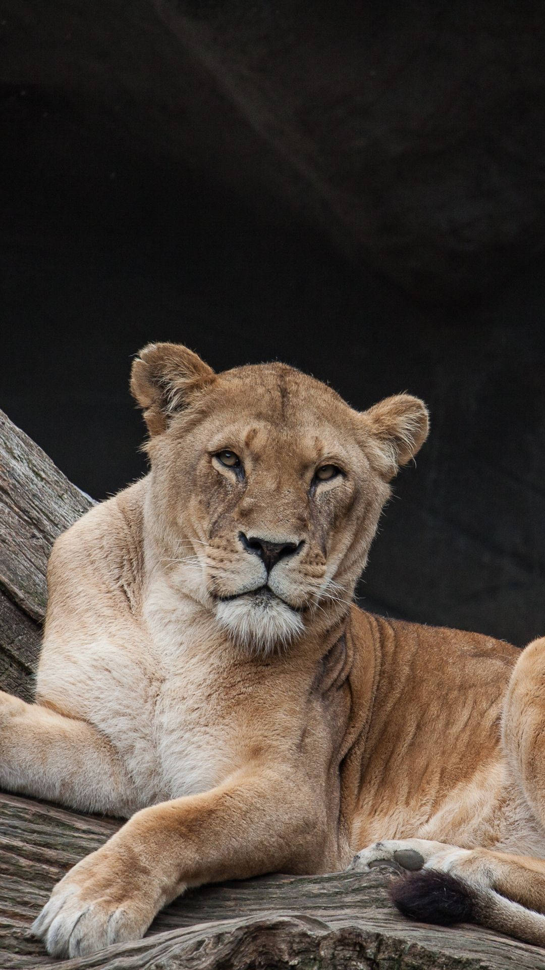 Lion iPhone Wallpaper