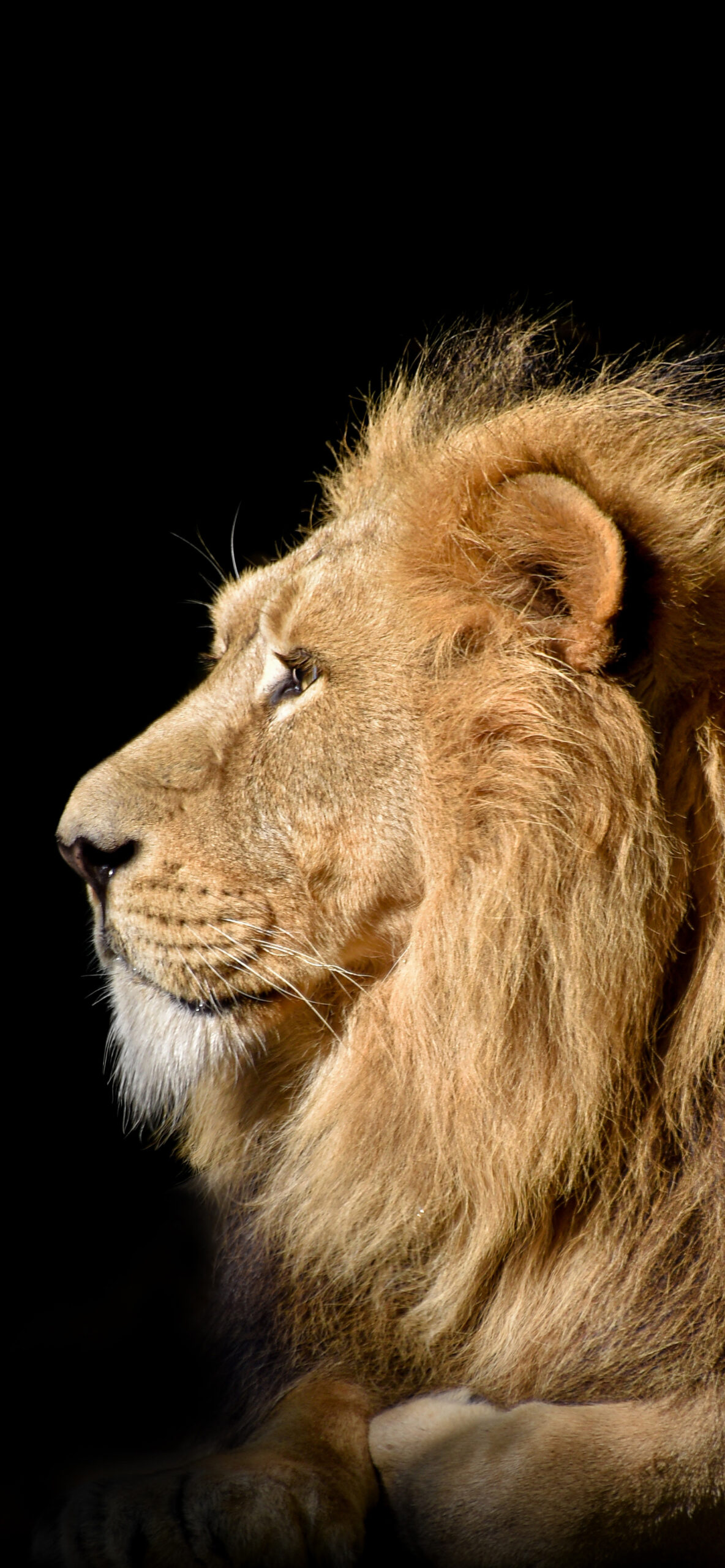 Lion Wallpaper for iPhone 11, Pro Max