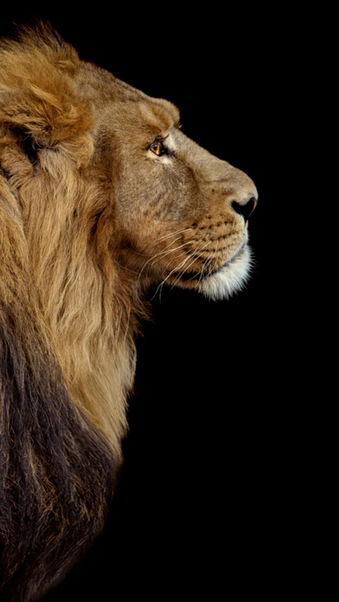 Lion Wallpaper APK for Android Download
