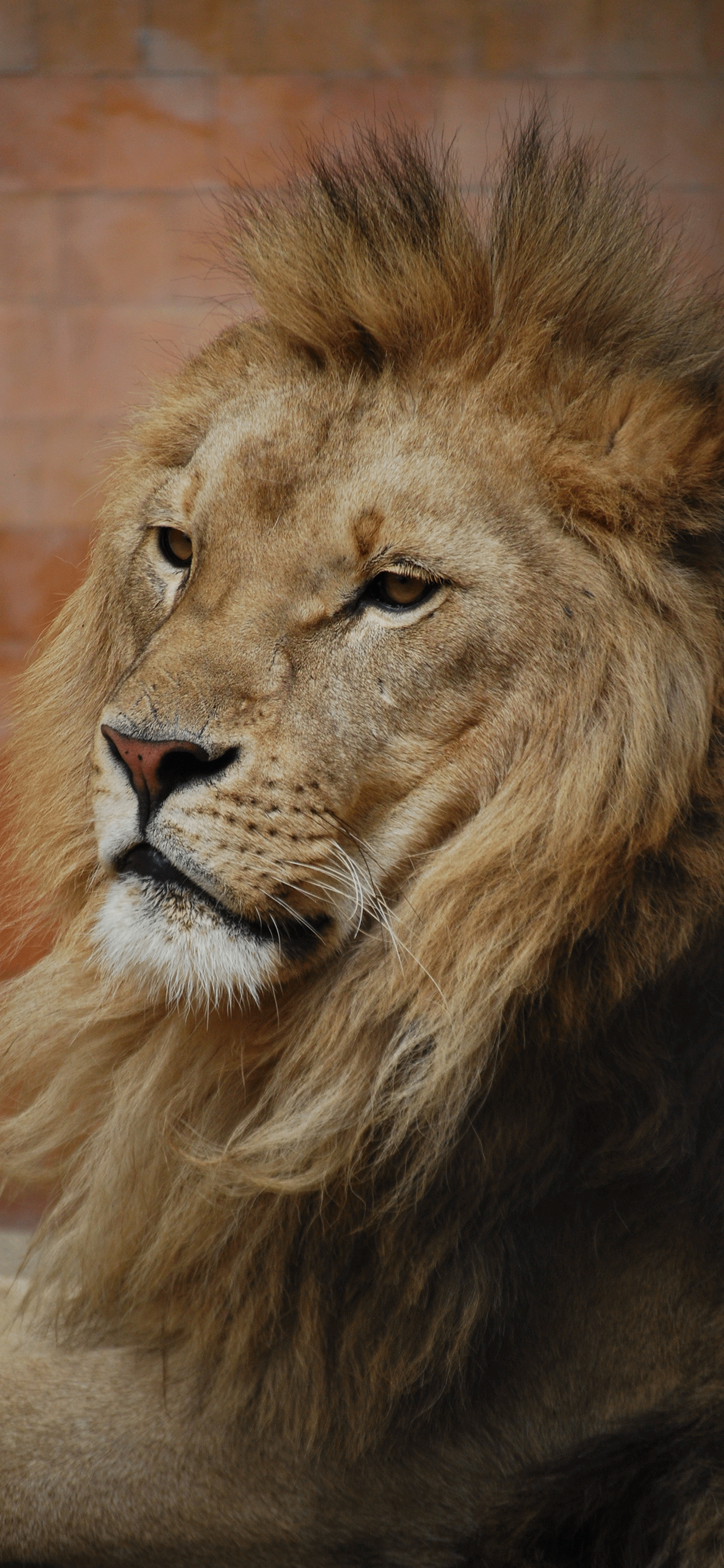 Lion Wallpaper for iPhone 11, Pro Max