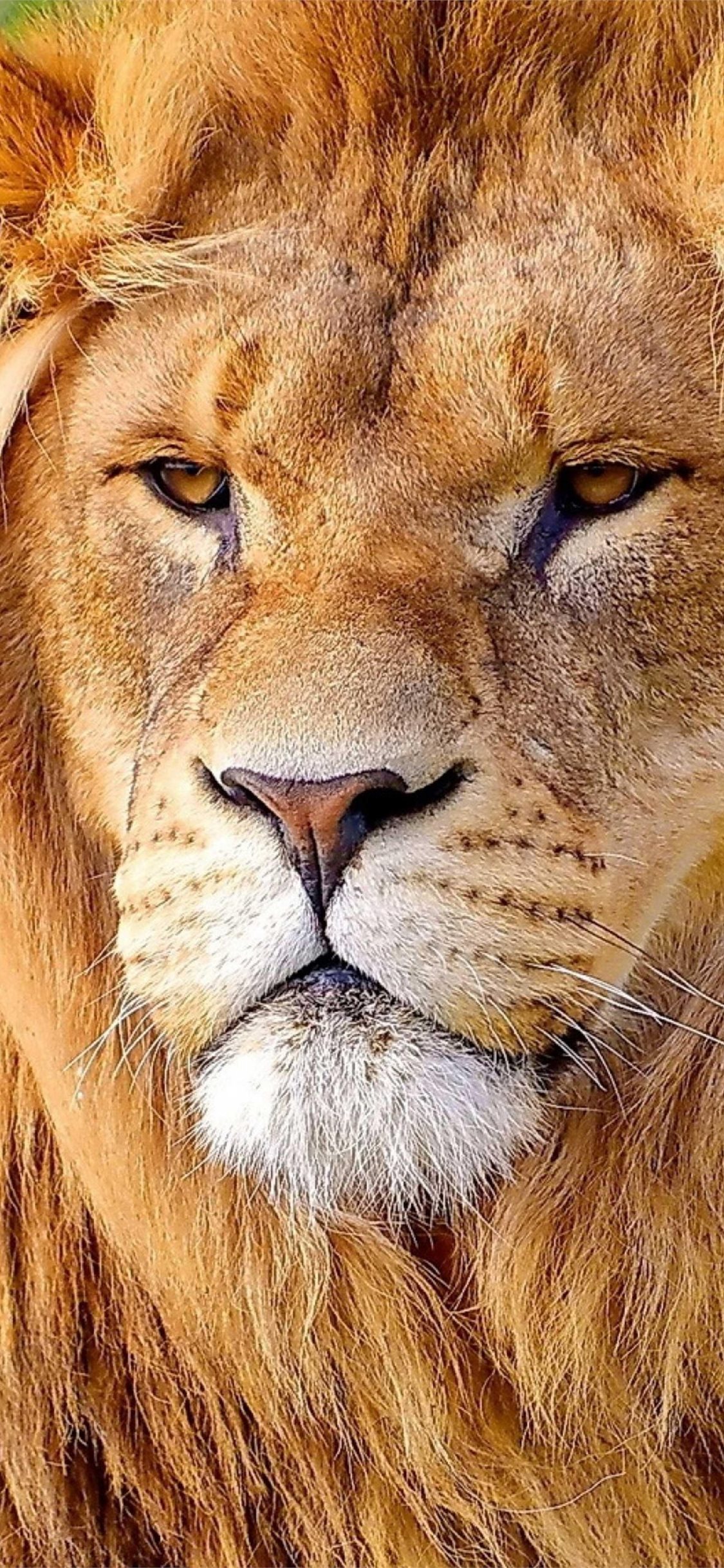 Lion En iPhone Wallpaper Free Download