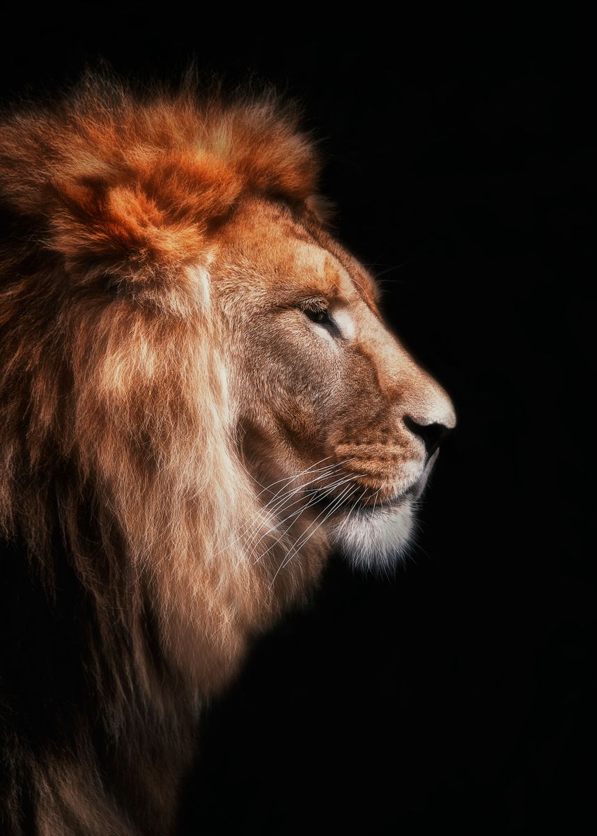 Lion' Poster, picture, metal print