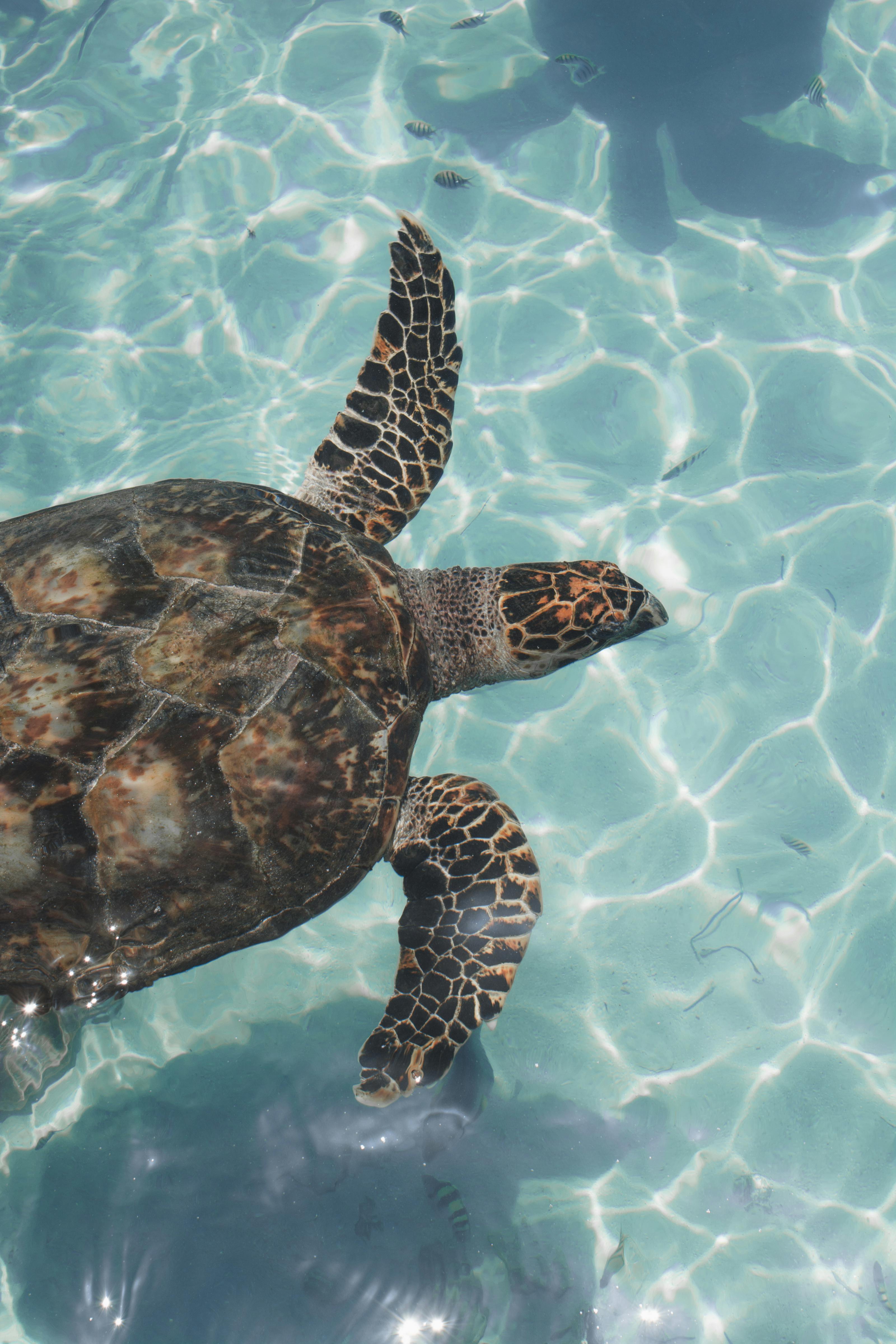 Turtle Underwater Photo, Download