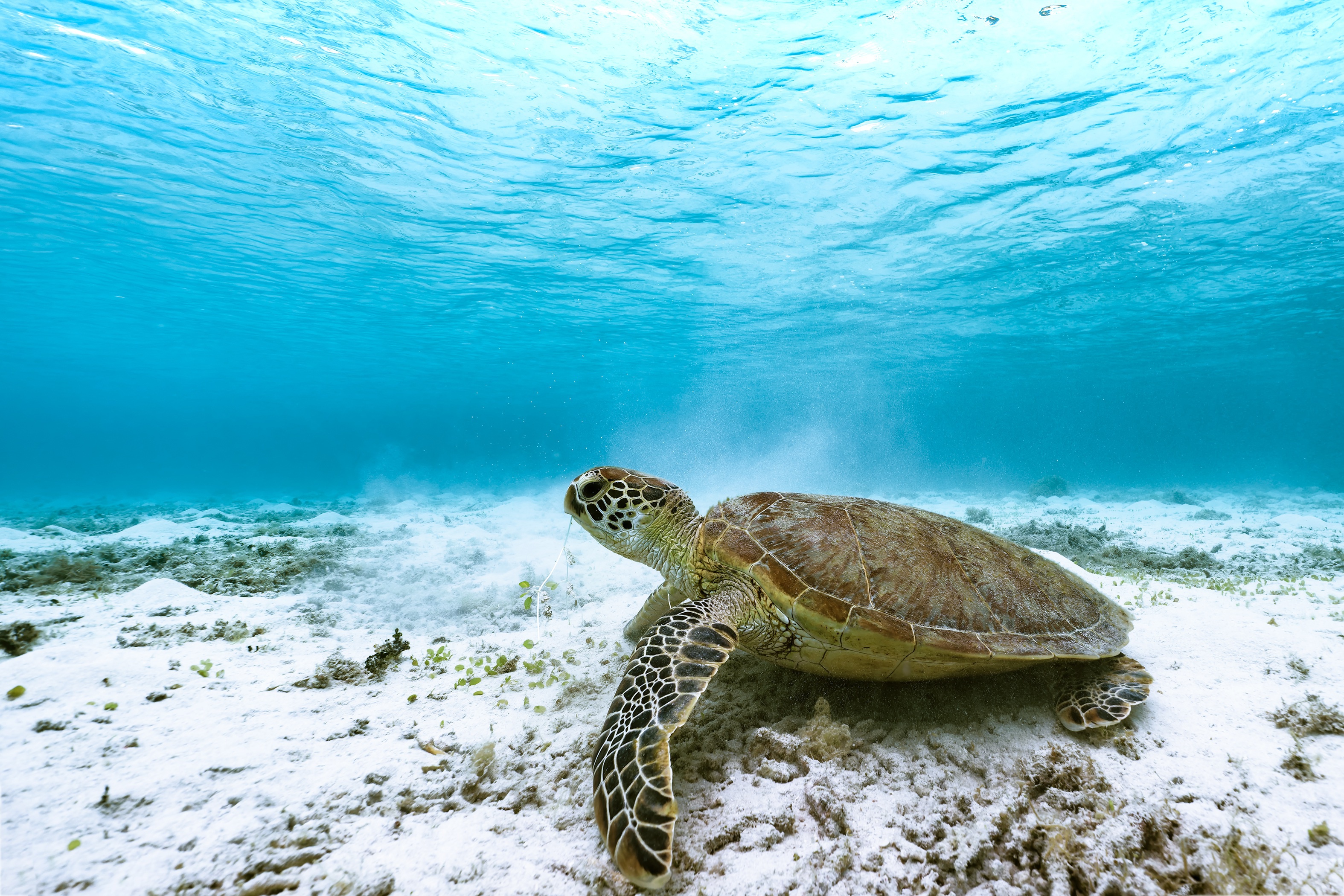 Underwater Animal Sea Turtle HD Wallpaper
