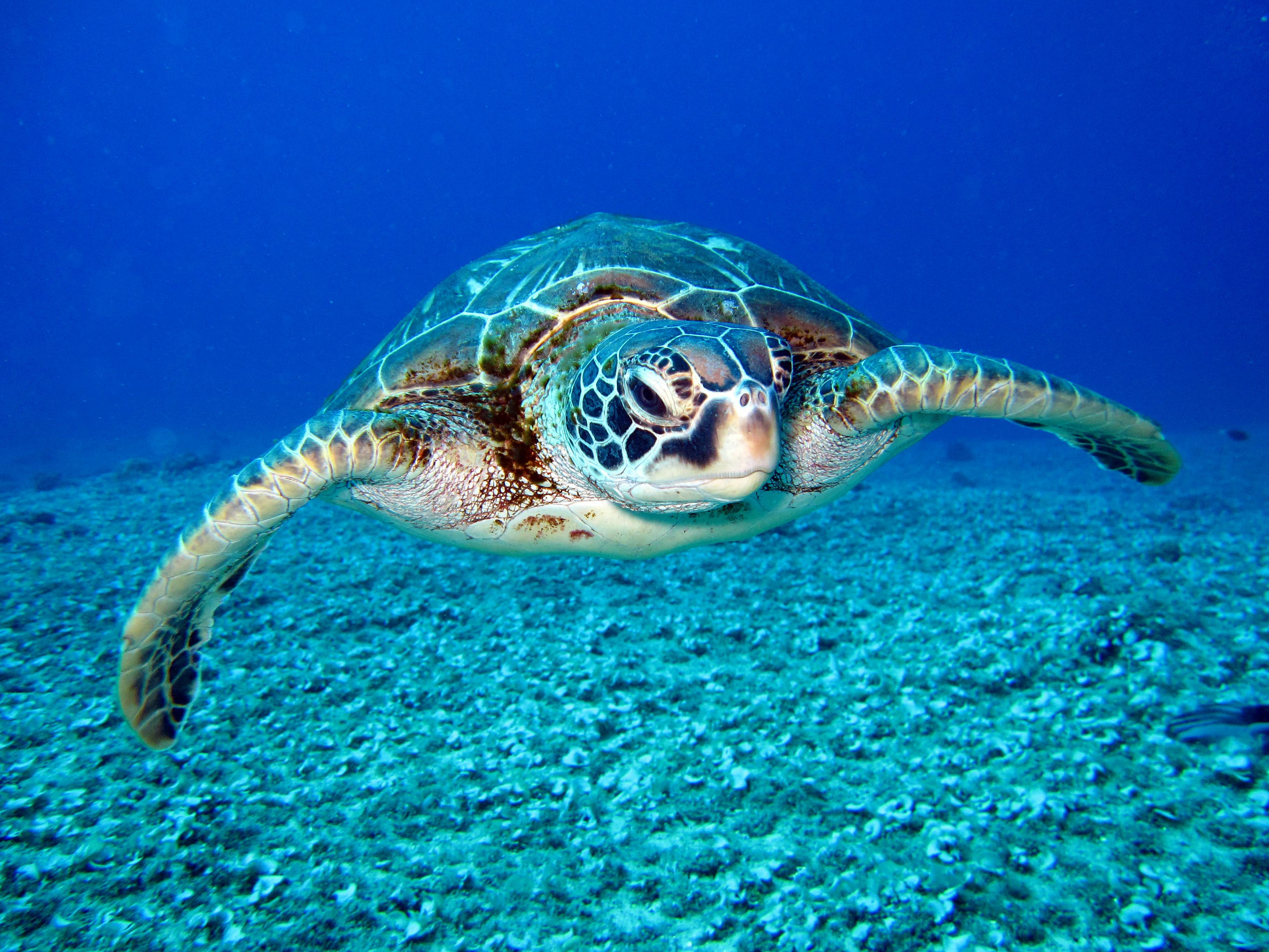 Sea Turtle Photo, Download The BEST