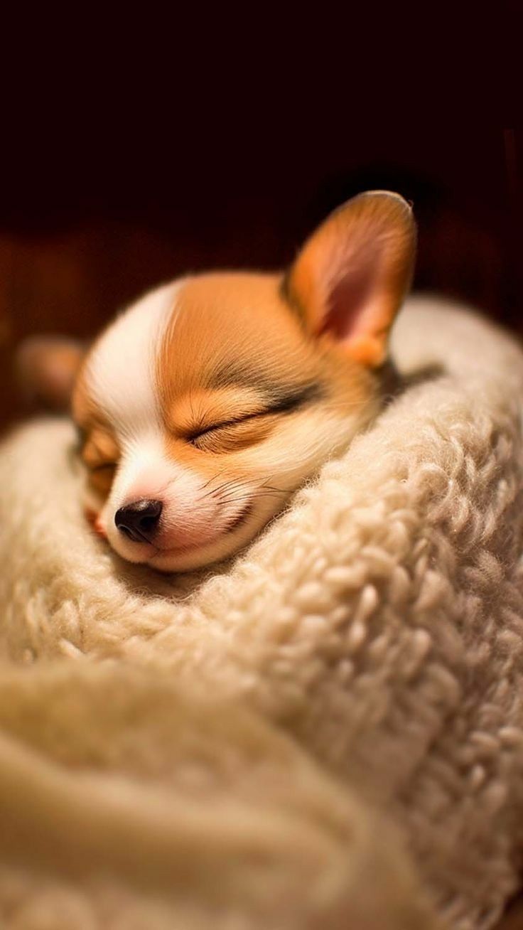 Sweet Puppy. Puppies