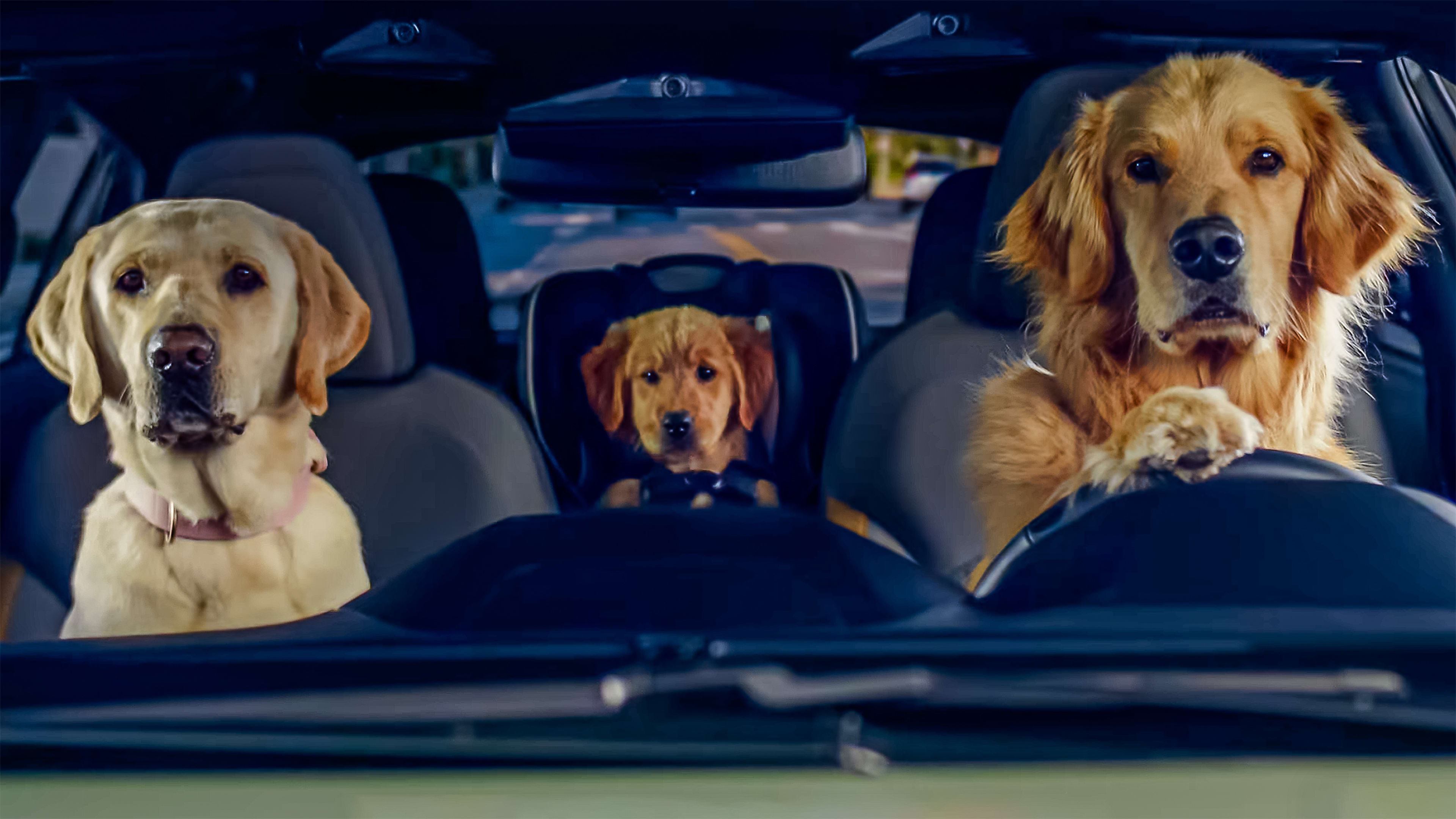 Best Puppy Bowl ads 2024