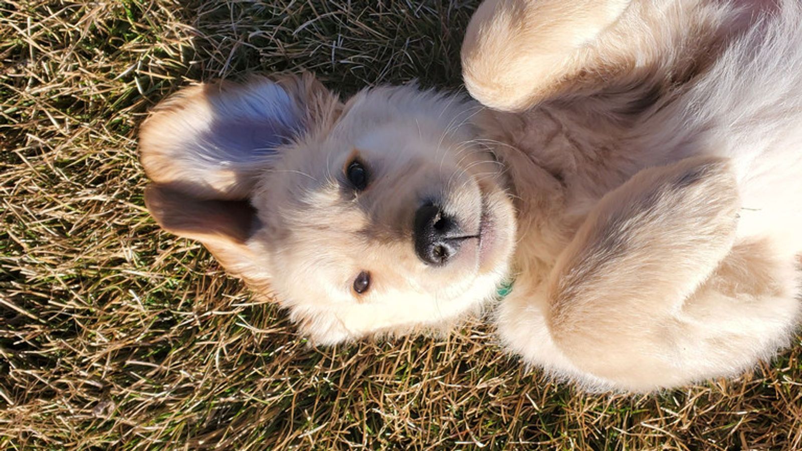 Utahns celebrate National Puppy Day