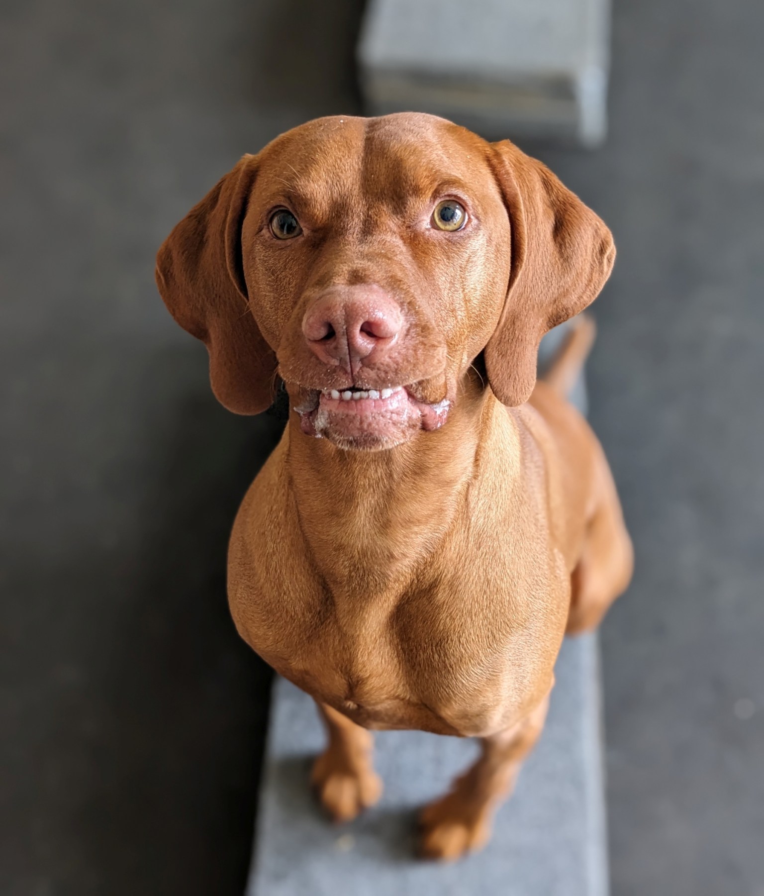 Photos Light Of Dog