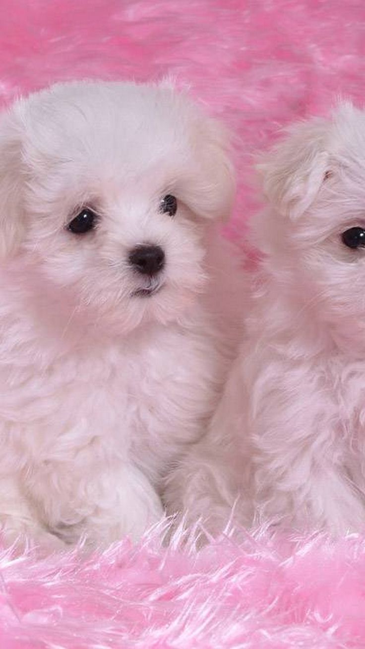 Wallpaper Puppies Mobile. Best HD