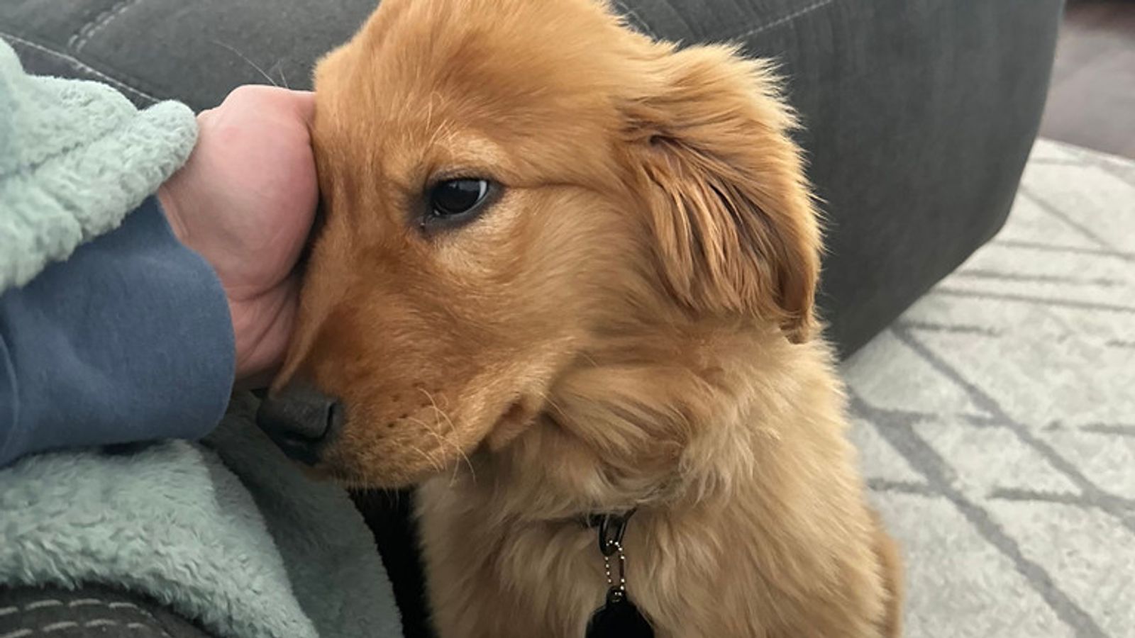 Utahns celebrate National Puppy Day