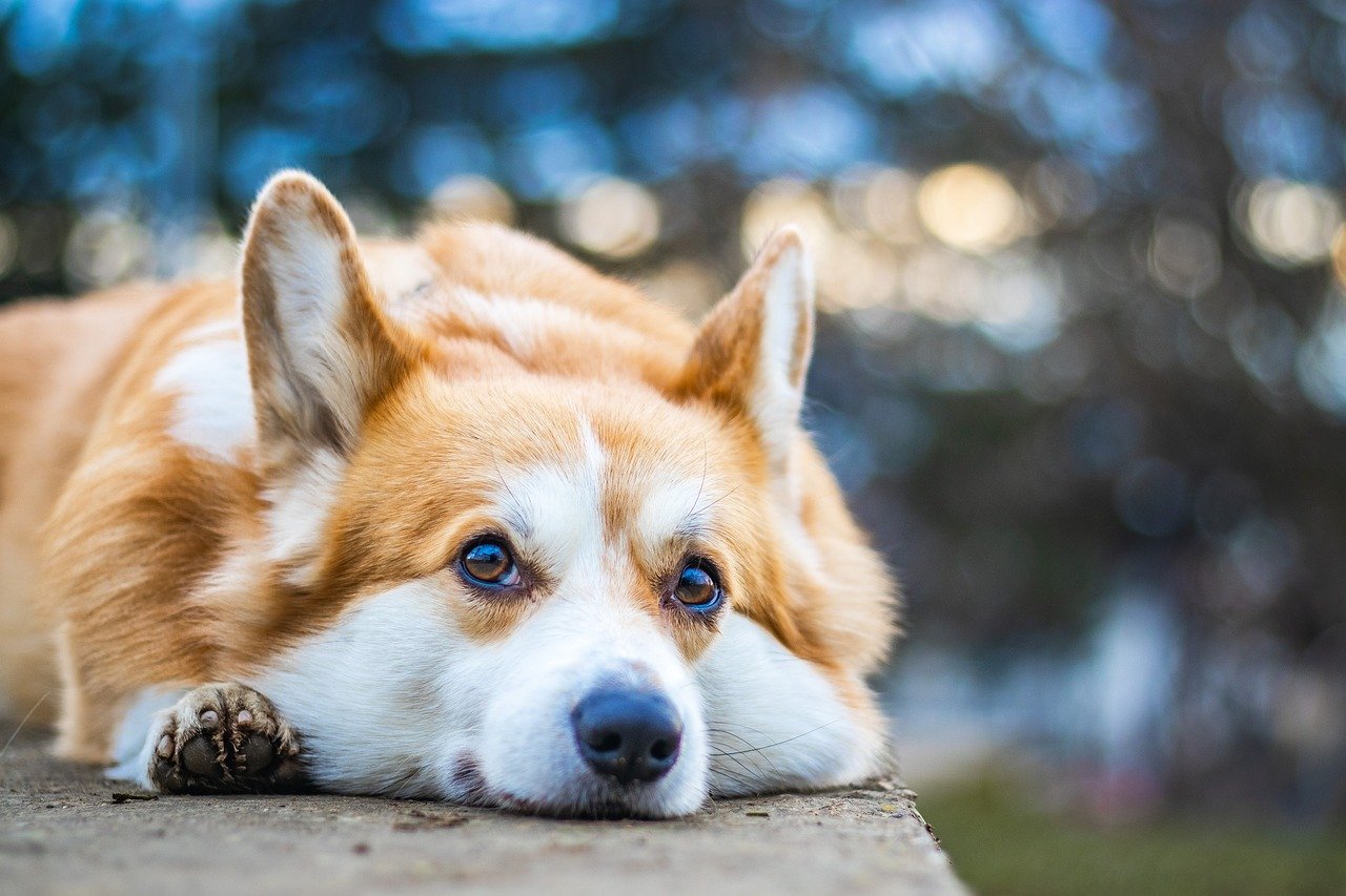 Welsh Corgi Dog