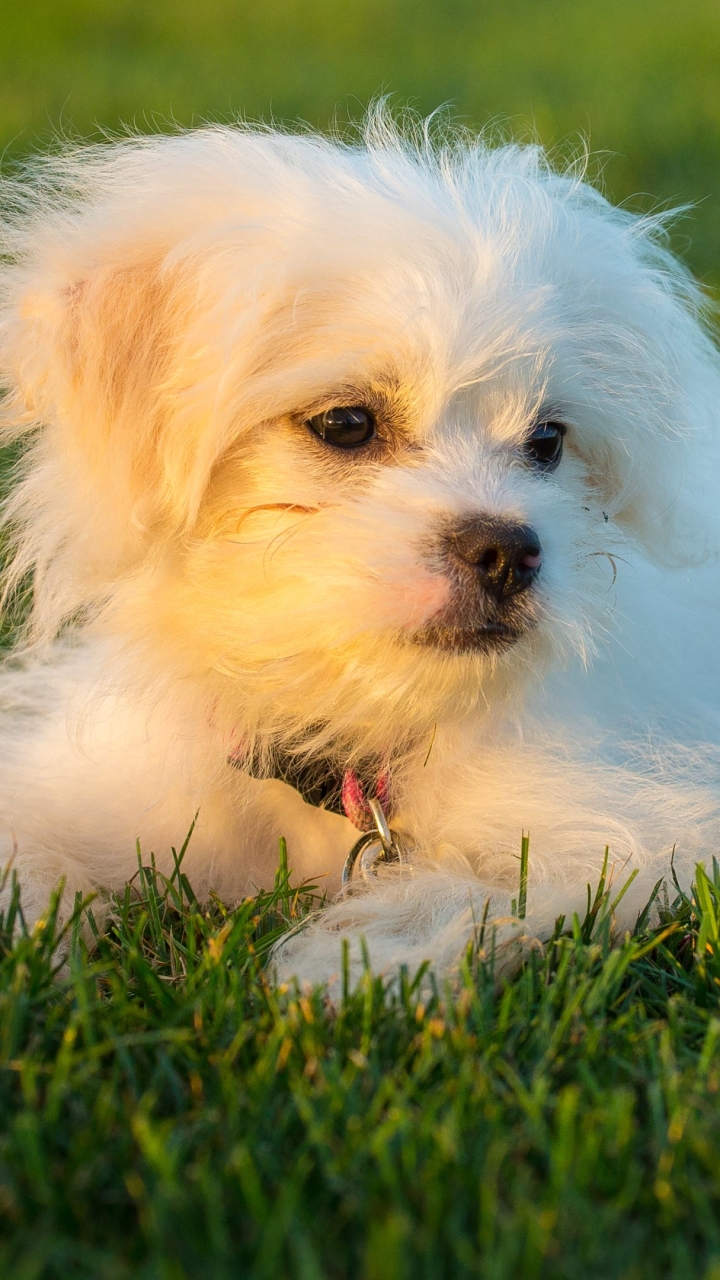 Dogs, Animal, Puppy, Maltese, 1121753