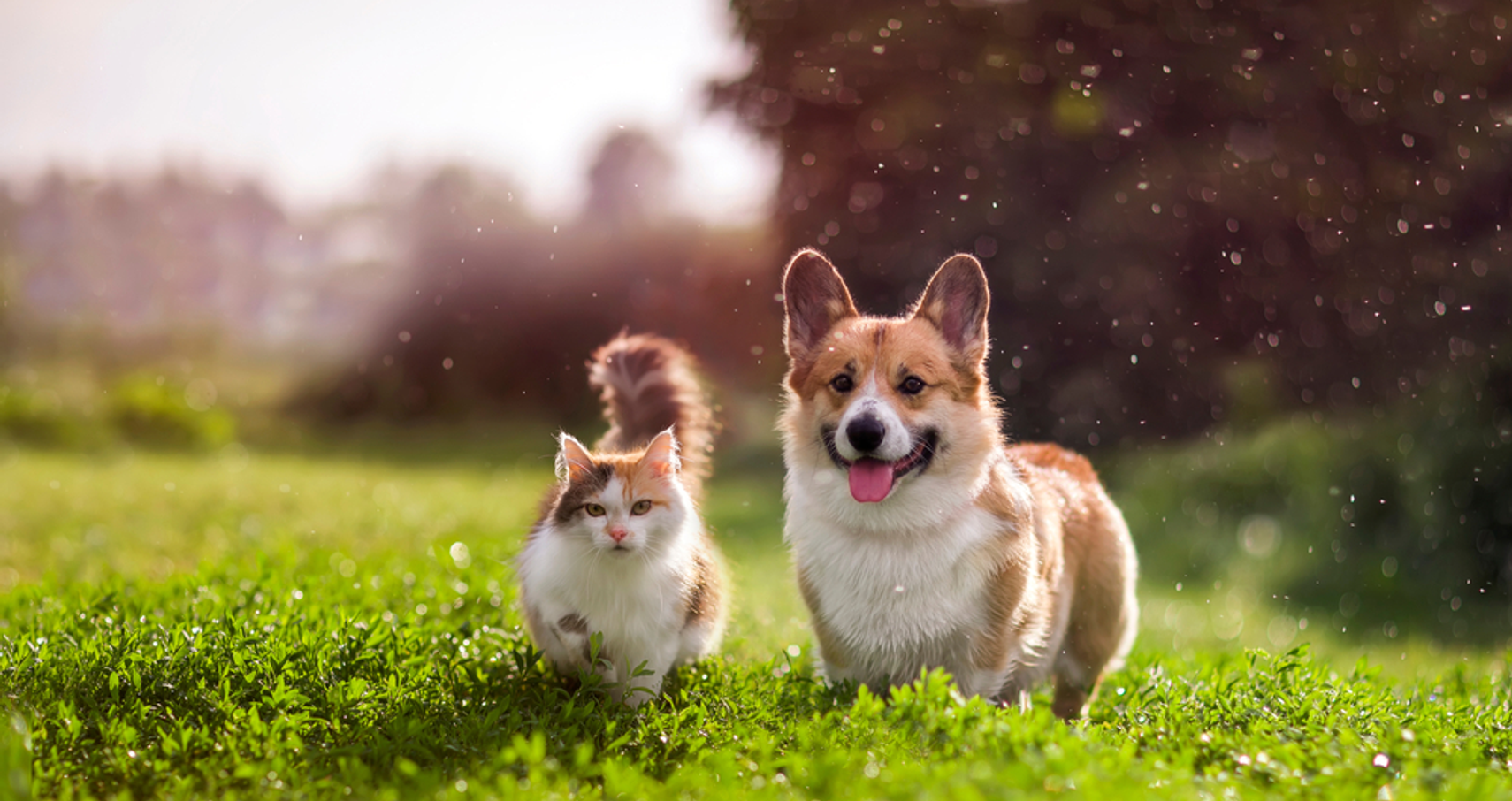 Photographing Pets: Capturing