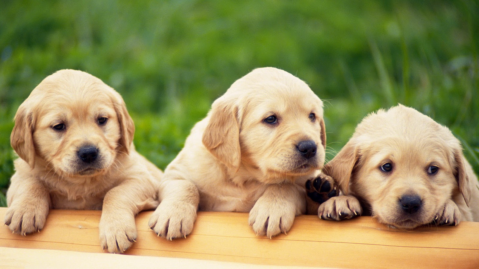Puppy shopping. One little word.2024